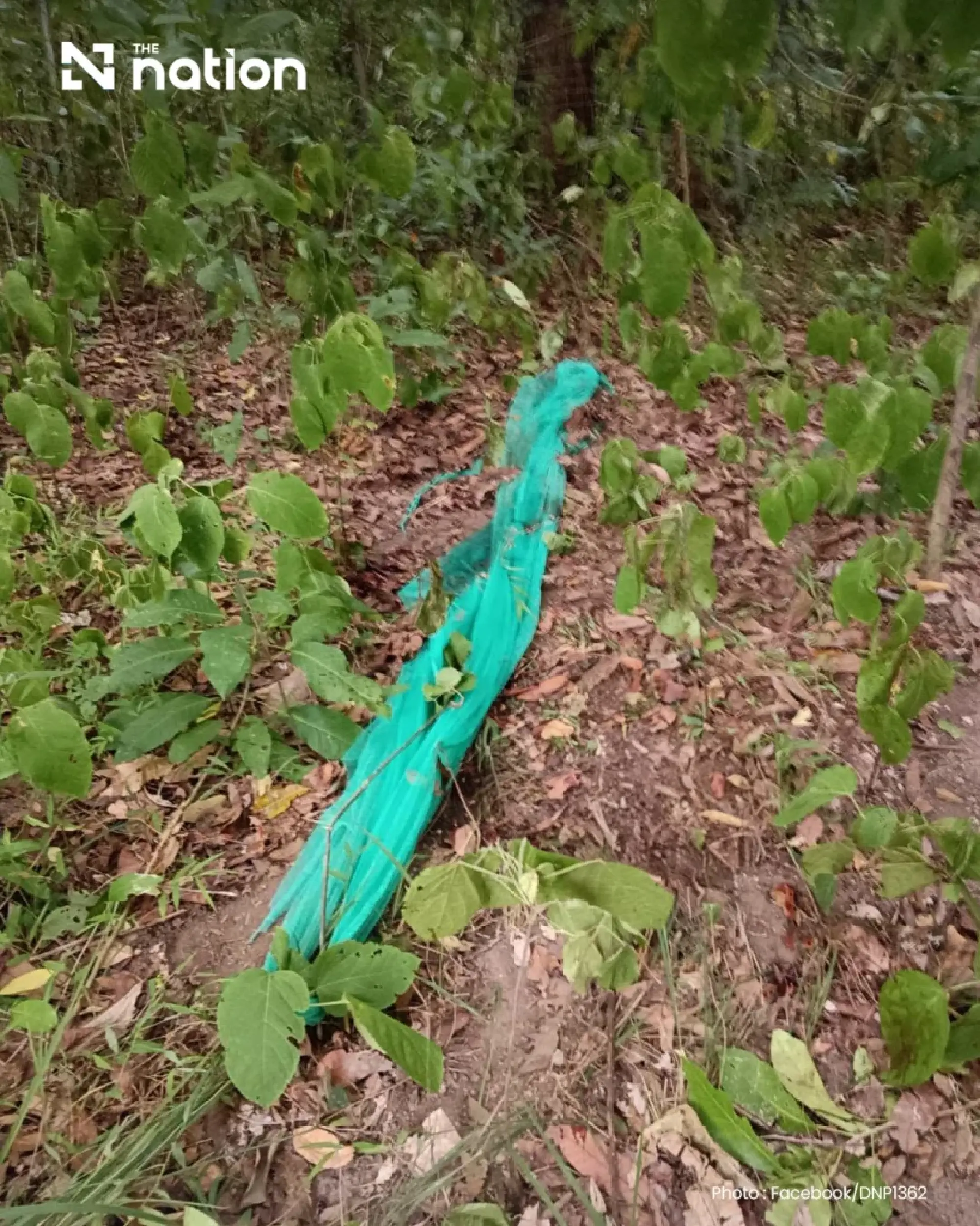 Tiger kills Huai Kha Khaeng ranger as safety review ordered