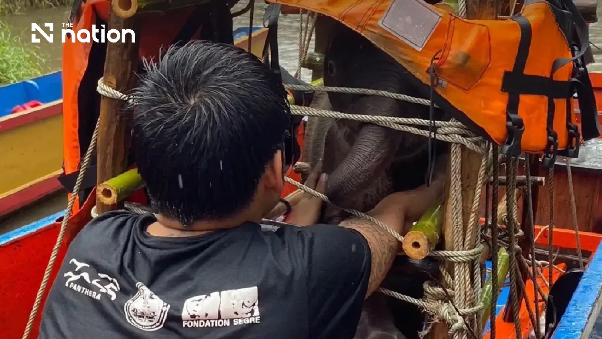 Injured and dehydrated wild elephant calf found in Kanchanaburi