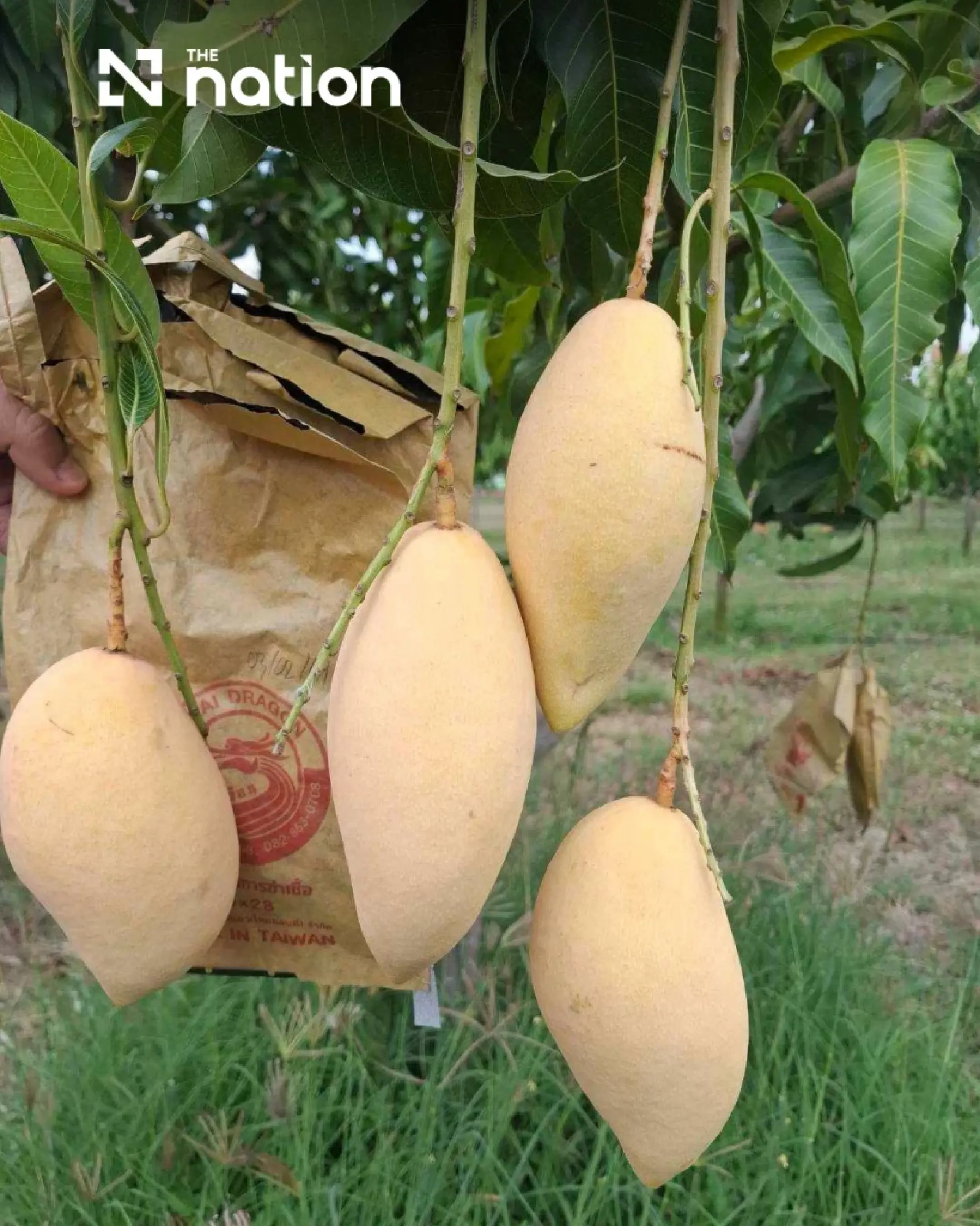 Two Ratchaburi fruits gain GI status to boost local economy