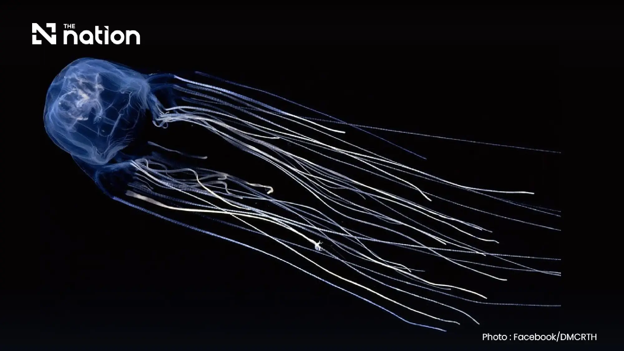 Boy aged 13 dies after box jellyfish exposure in Nakhon Si Thammarat