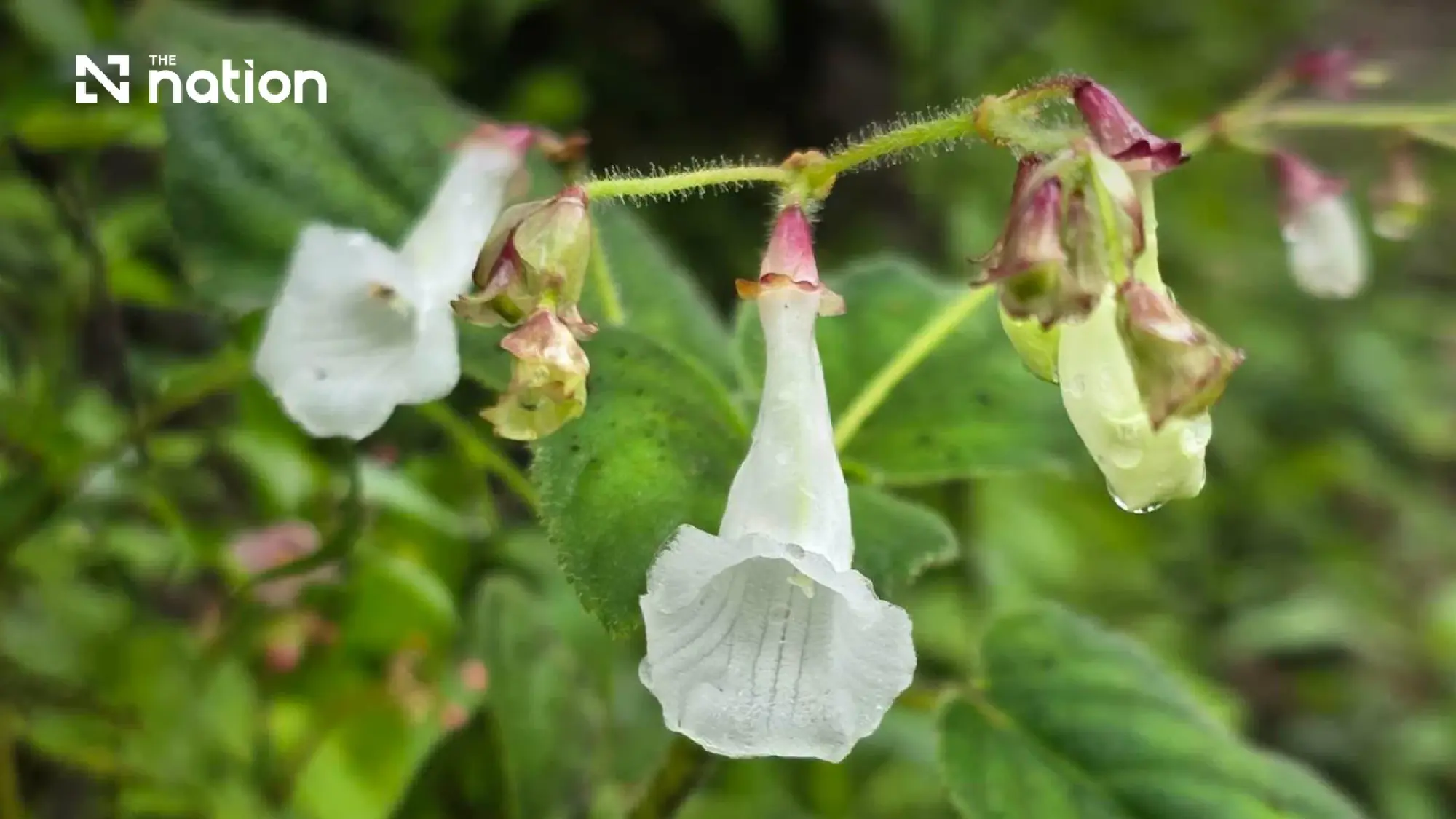 Two new plant species discovered within a Thai national park