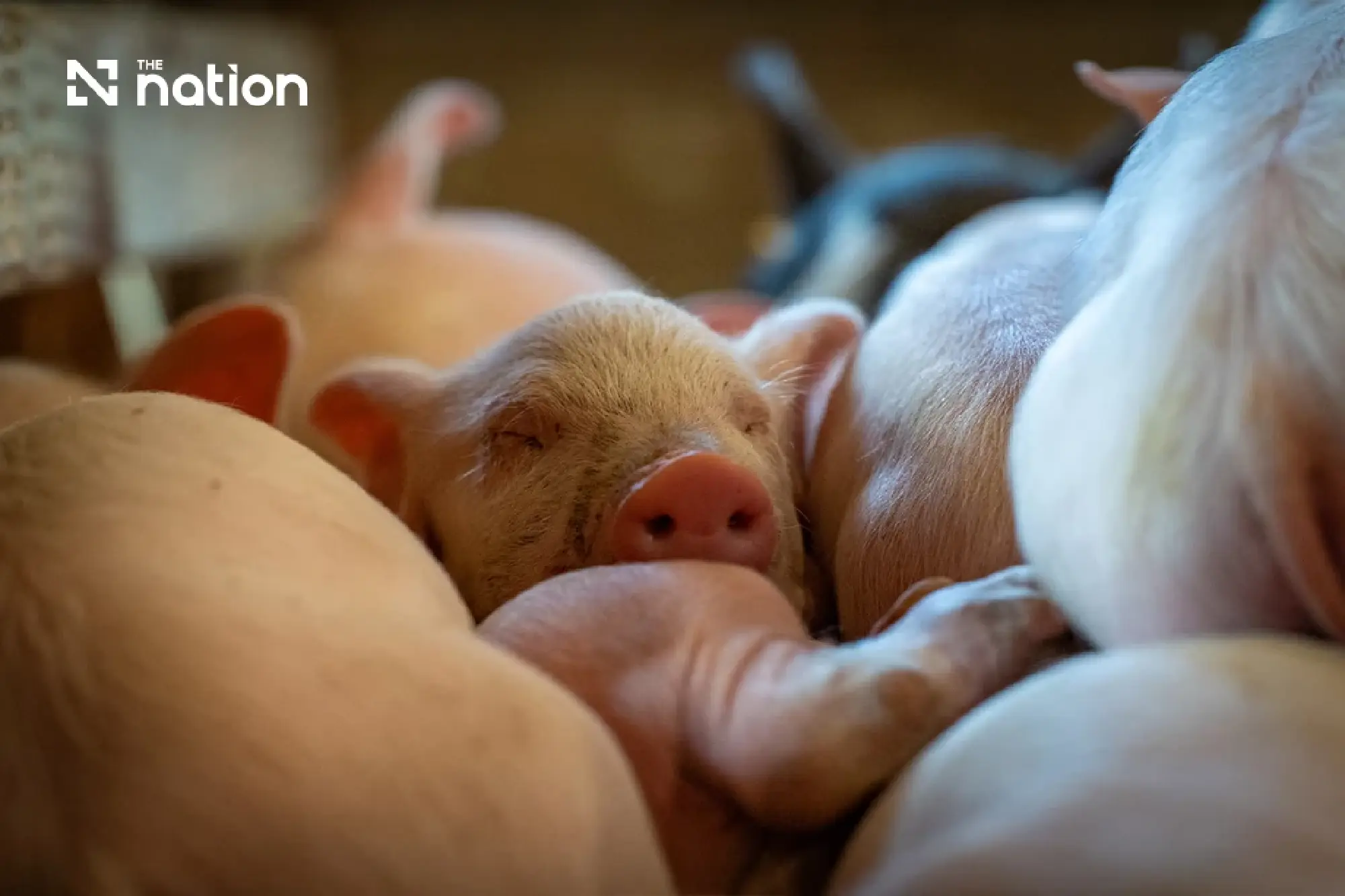 Asian Livestock Diverges as Thai Pork and Egg Prices Surge Past Peers