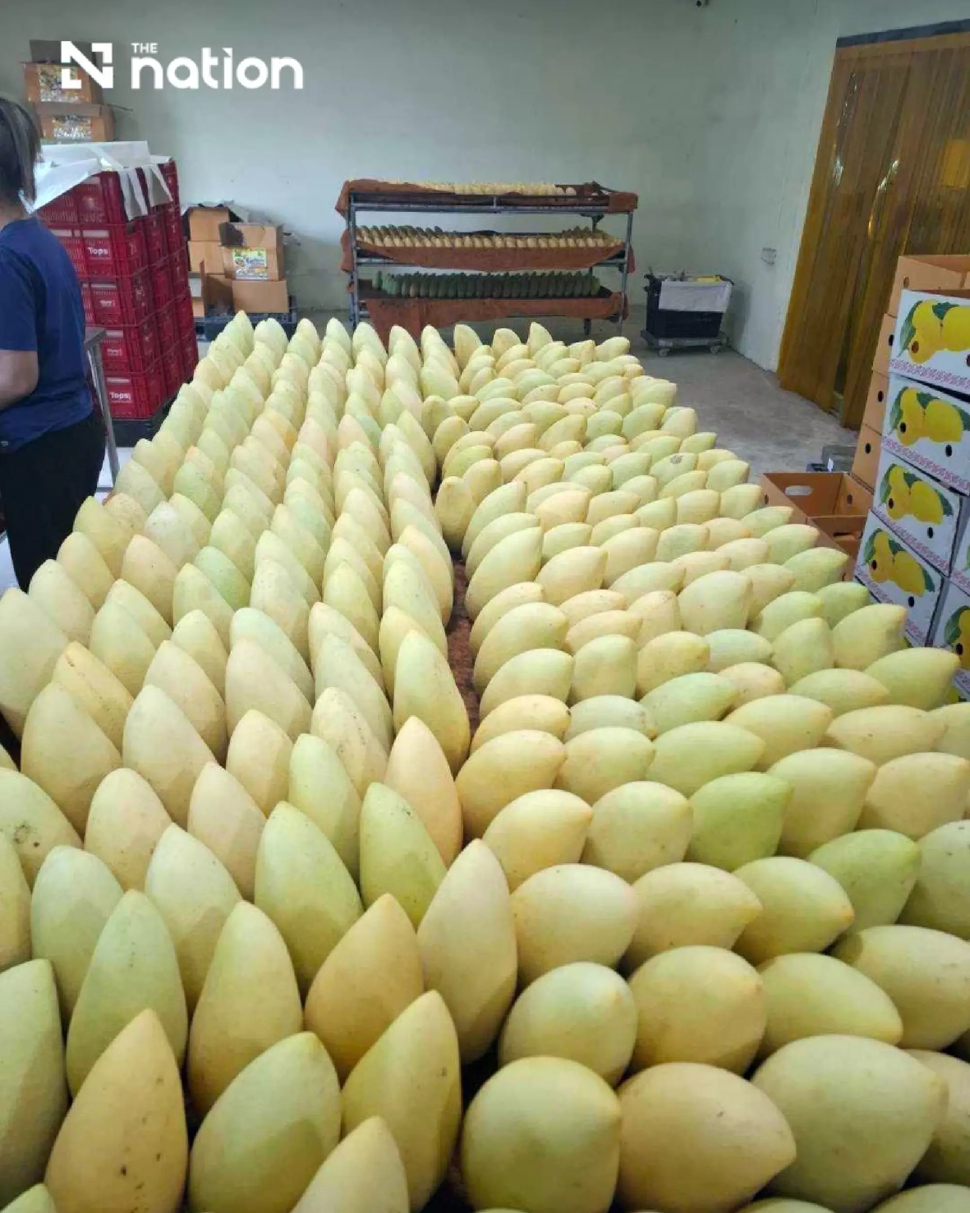 Thai Agricultural Heritage Protected as Ratchaburi Limes and Mangoes Secure GI Status
