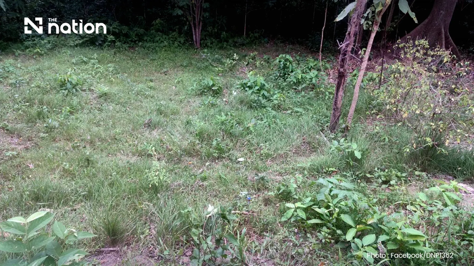 Tiger kills Huai Kha Khaeng ranger as safety review ordered