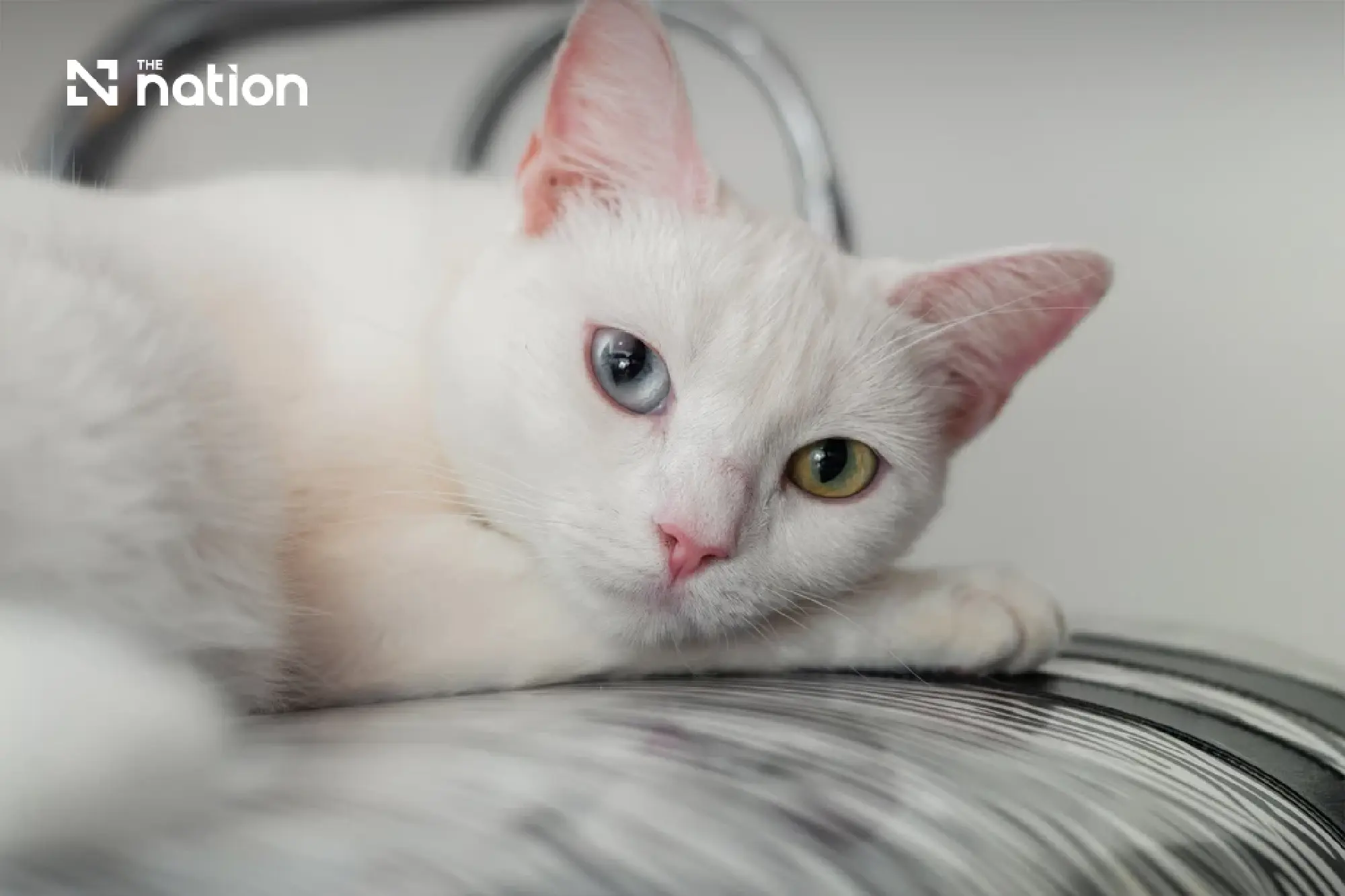 International Cat Day spotlights Thailand's 4.3m cats