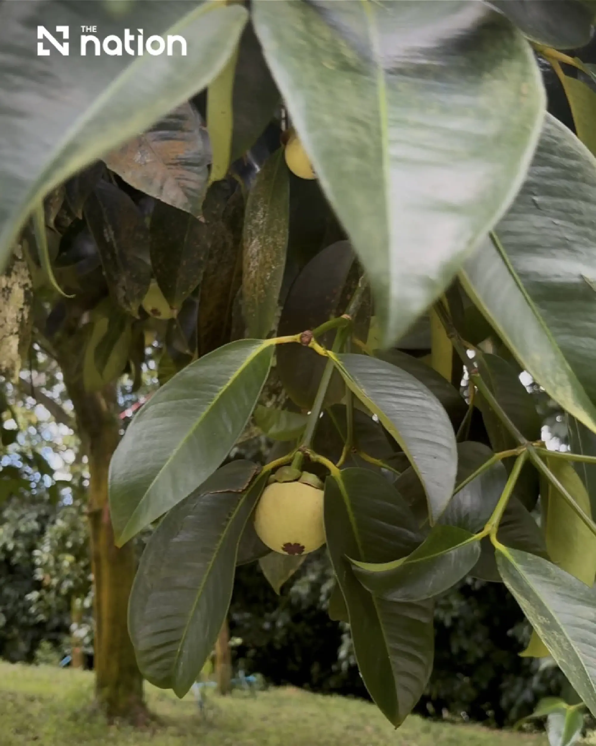 Betong oranges and mangosteens assessed under Thai GI standards