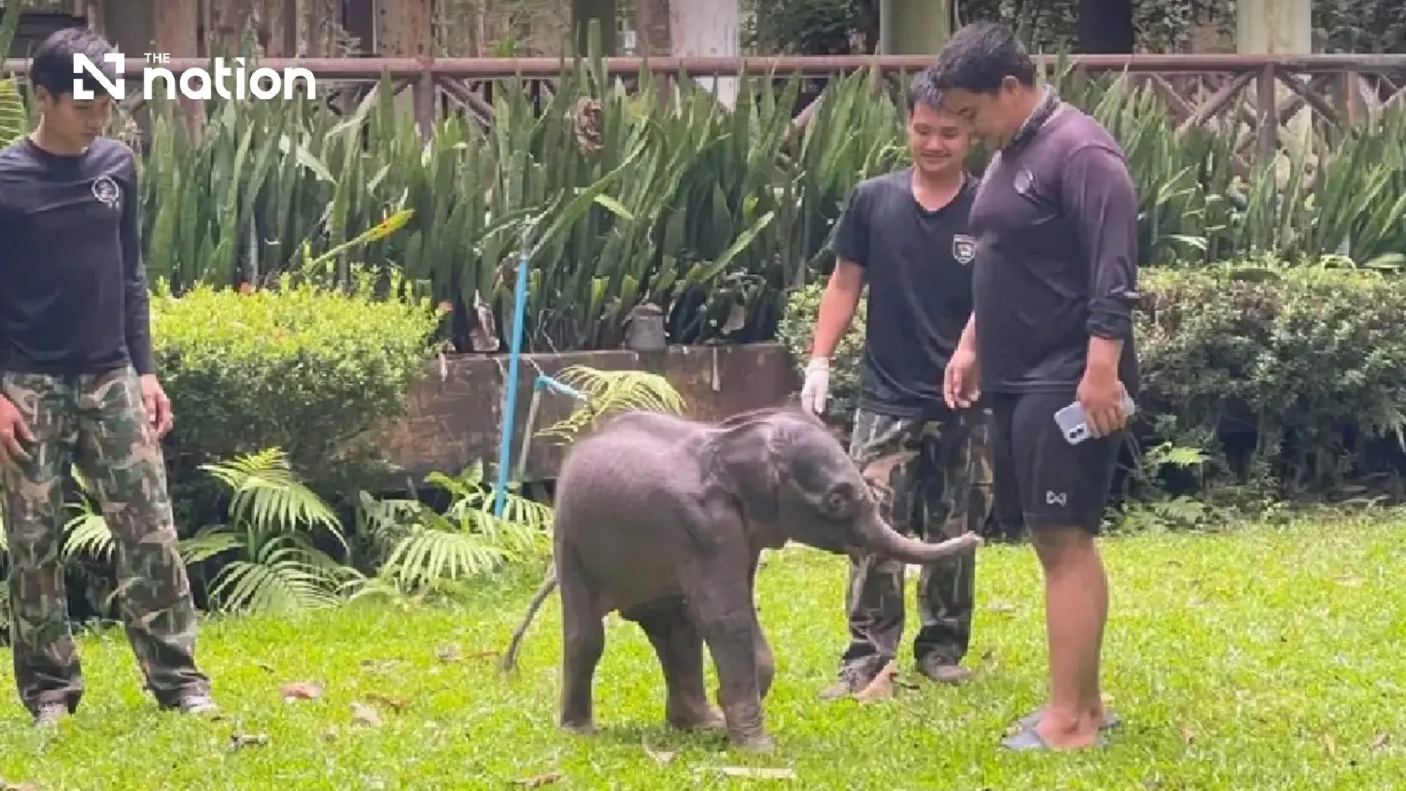 Injured and dehydrated wild elephant calf found in Kanchanaburi