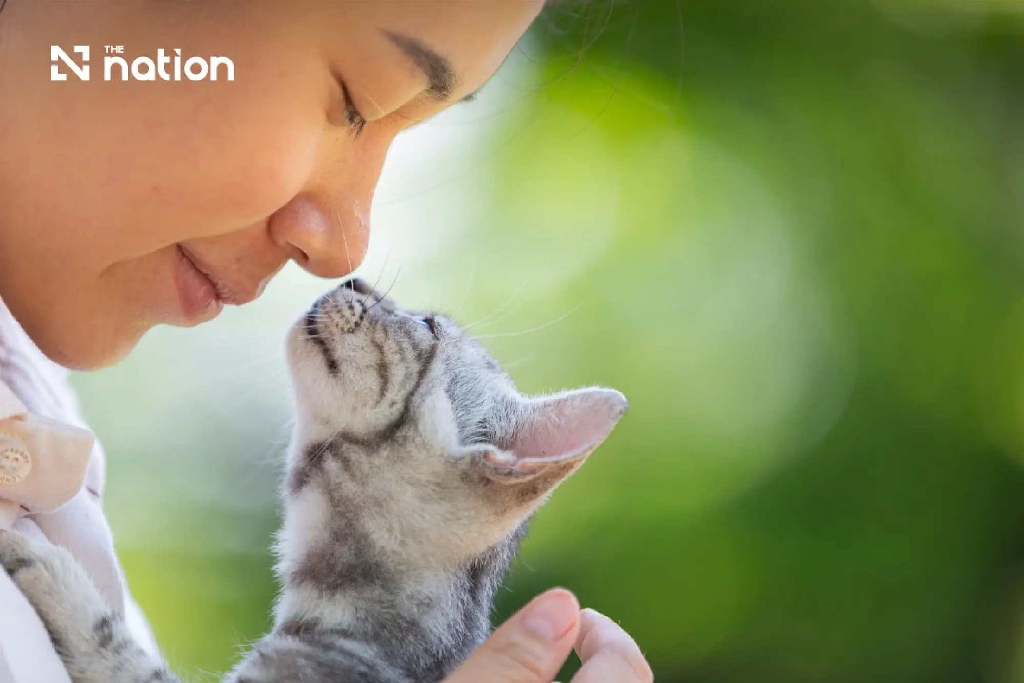 International Cat Day spotlights Thailand's 4.3m cats