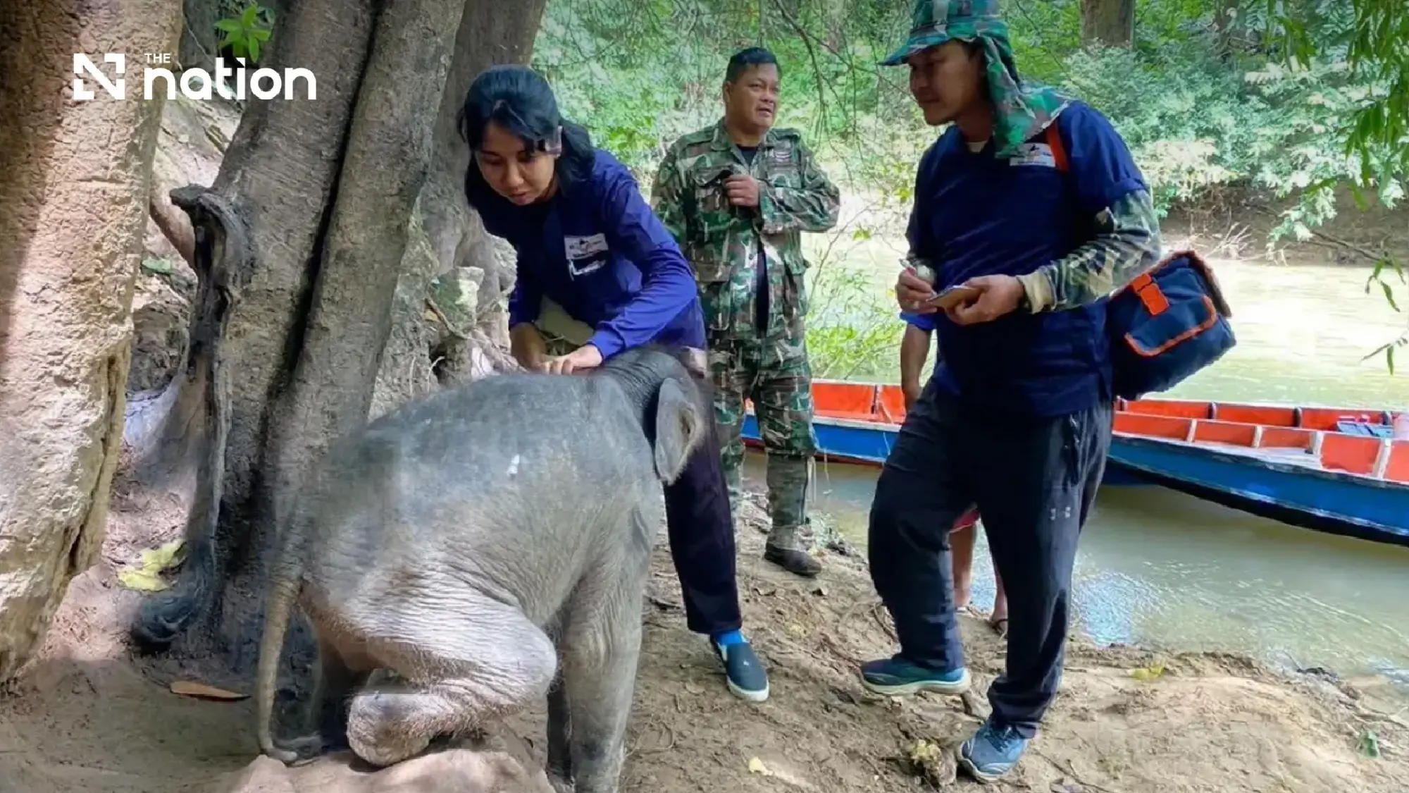 Injured and dehydrated wild elephant calf found in Kanchanaburi