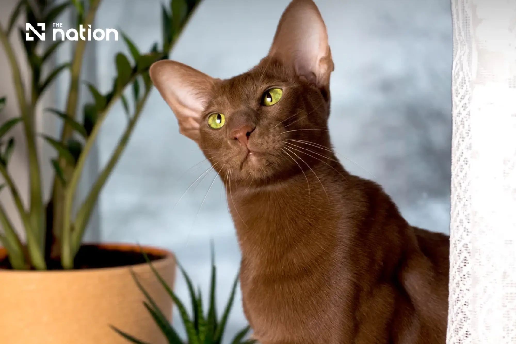International Cat Day spotlights Thailand's 4.3m cats