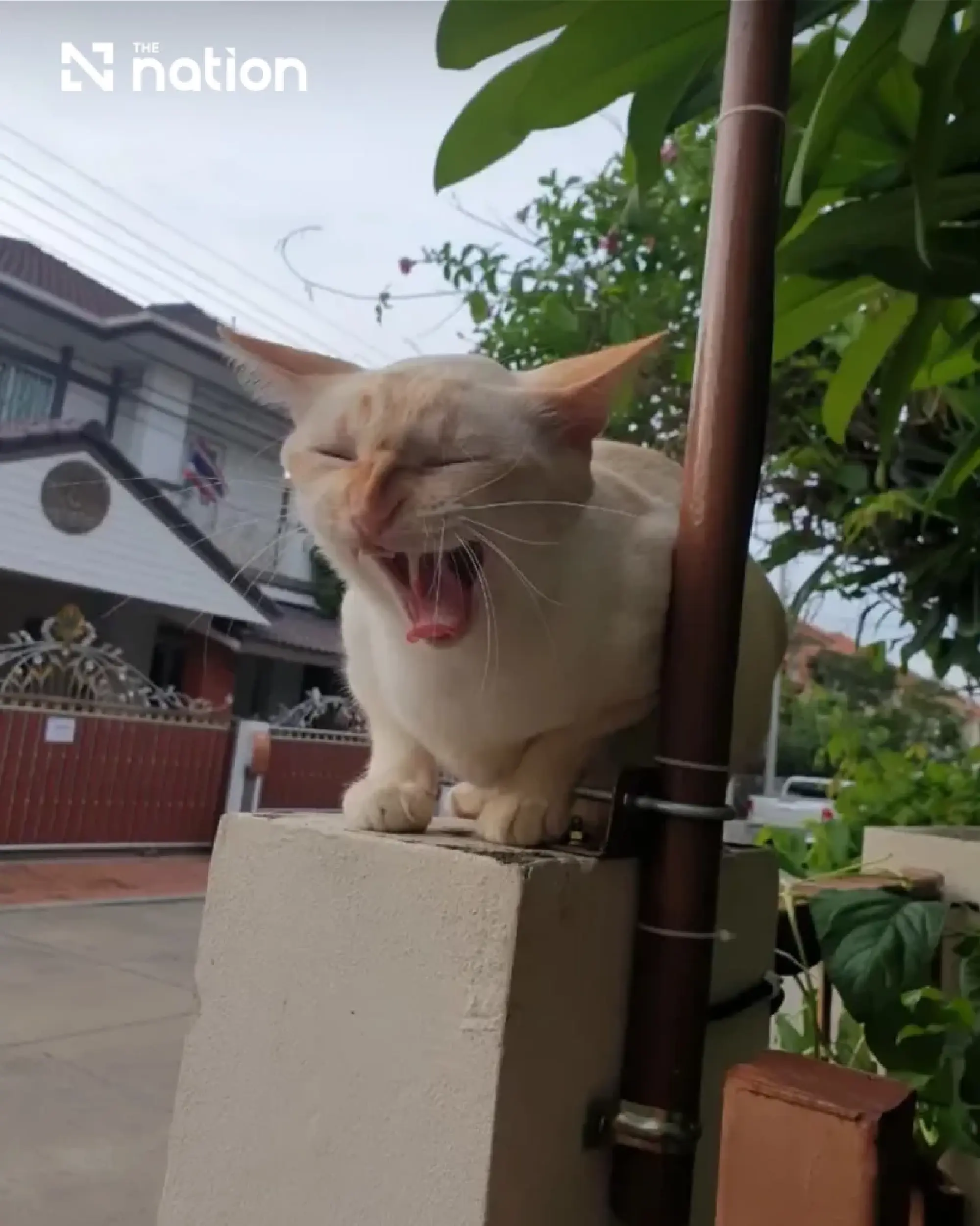 International Cat Day spotlights Thailand's 4.3m cats