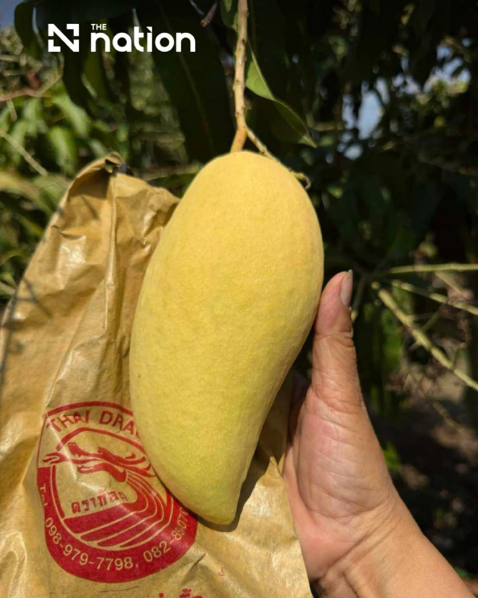Two Ratchaburi fruits gain GI status to boost local economy