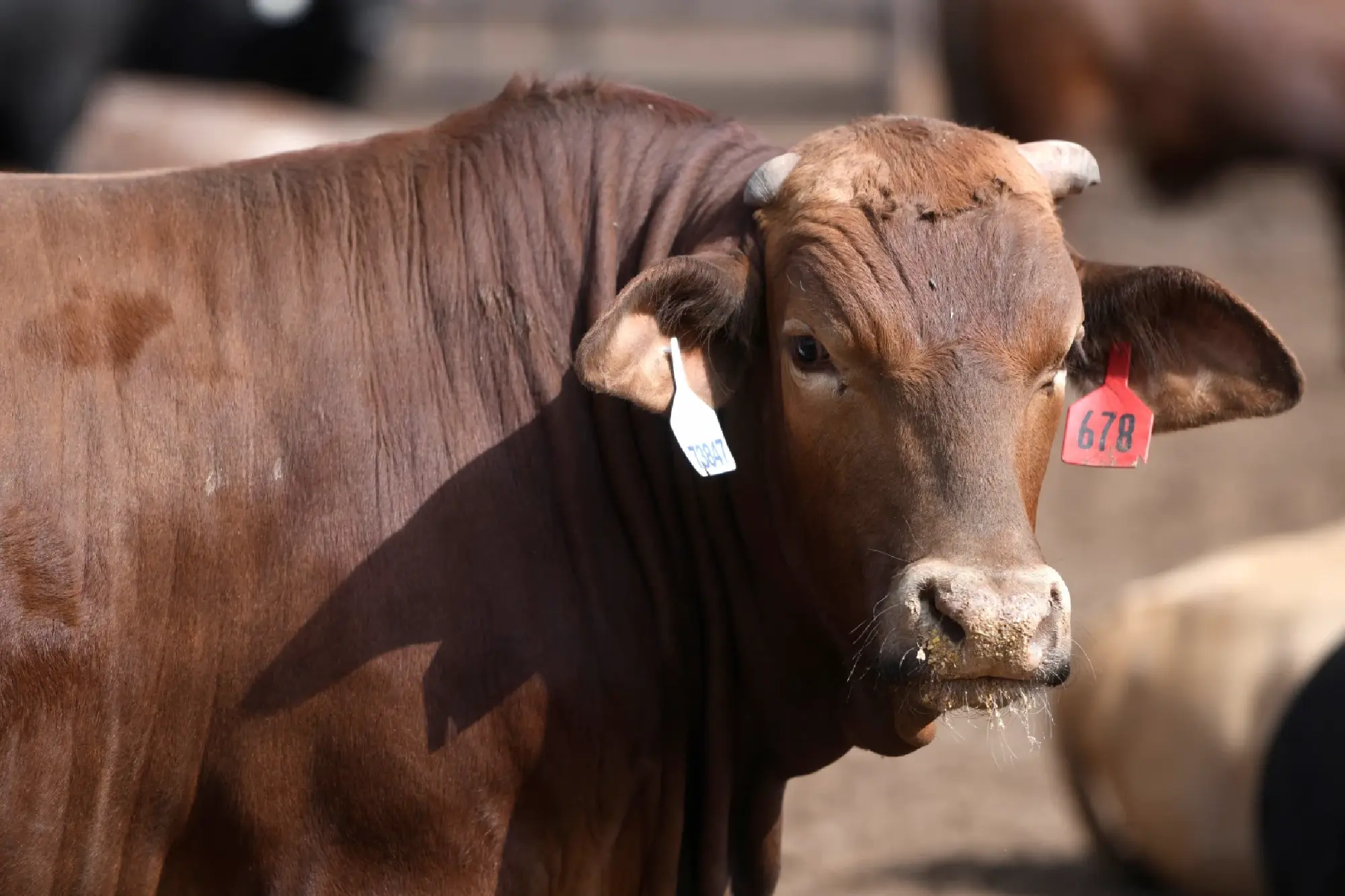 Steering Livestock into the Global Arena: How Thailand is Transforming Its Beef Industry to Capture the Chinese Market