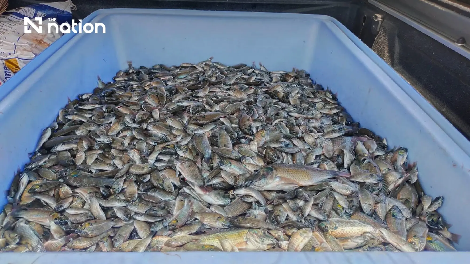 Appeal court permits class action in CPF blackchin tilapia dispute