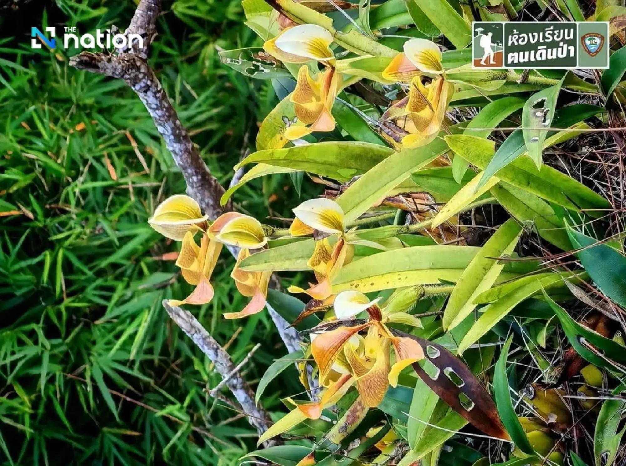 Discover Phu Kradueng’s rare orchid in bloom deep in the forest