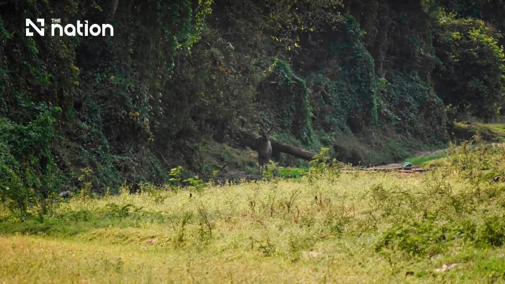 Huai Kha Khaeng opens seven sites, keeps trails closed