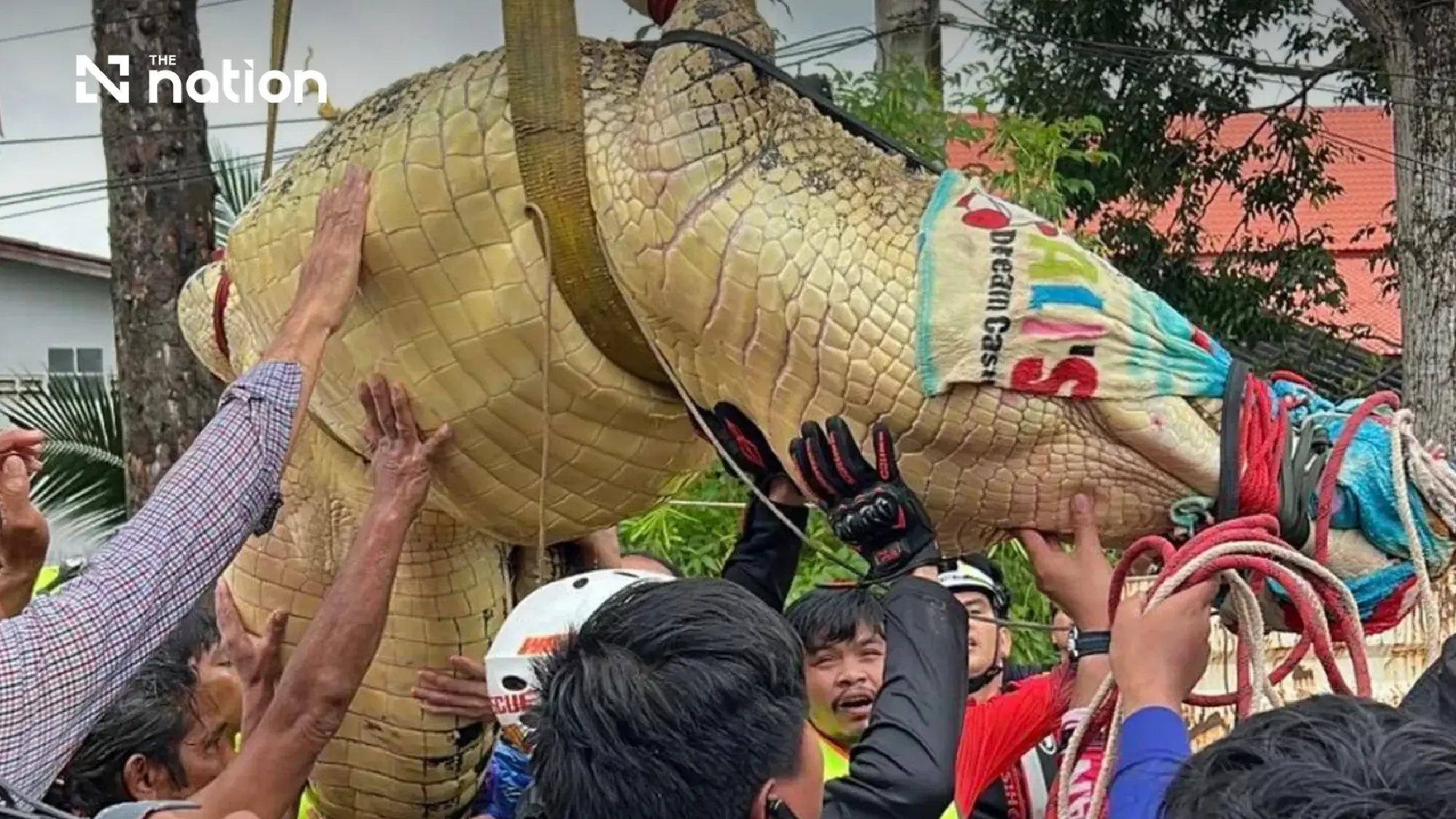 400kg crocodile moved from flooded Prachinburi temple