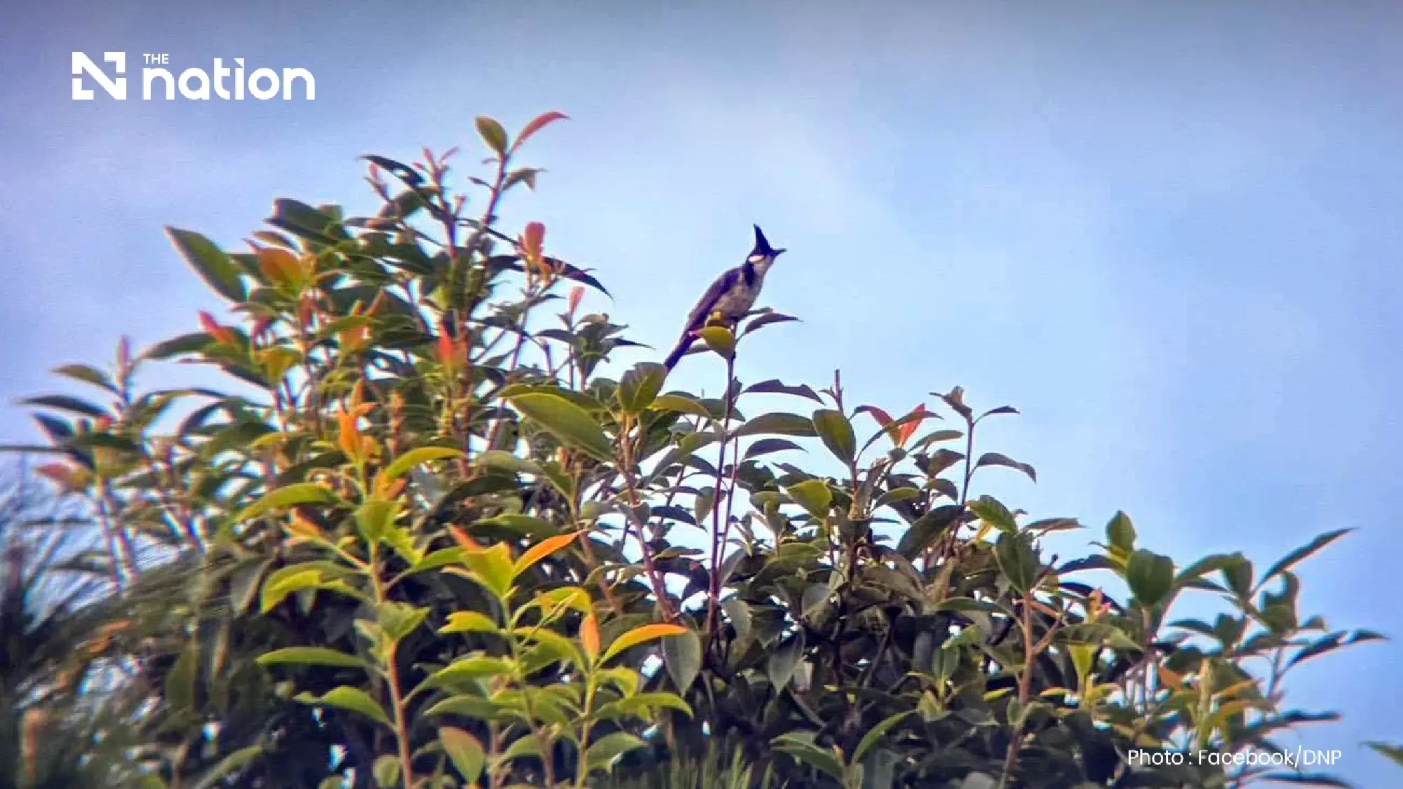 Crested bulbuls now protected in 40 non-hunting areas