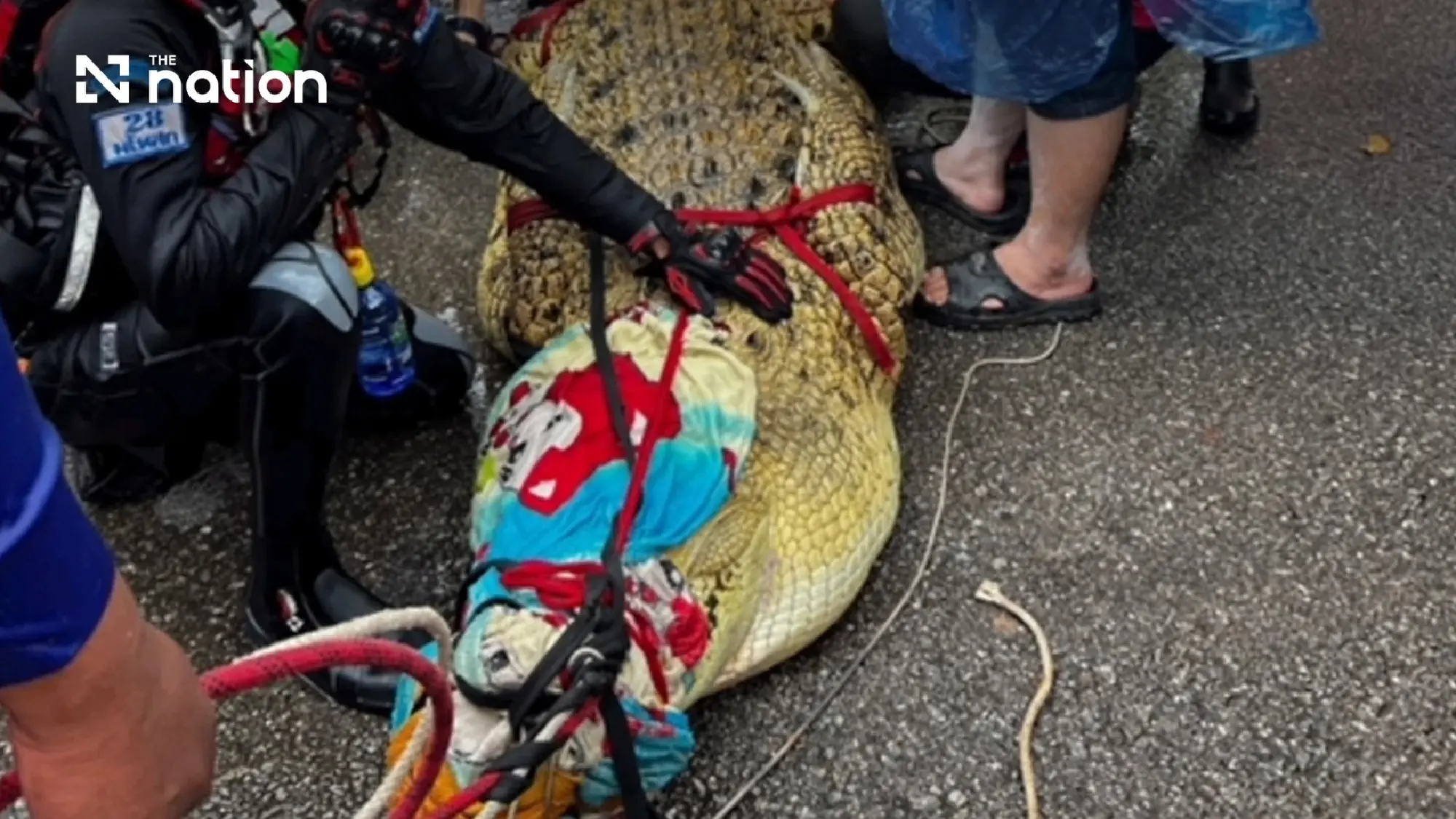 400kg crocodile moved from flooded Prachinburi temple