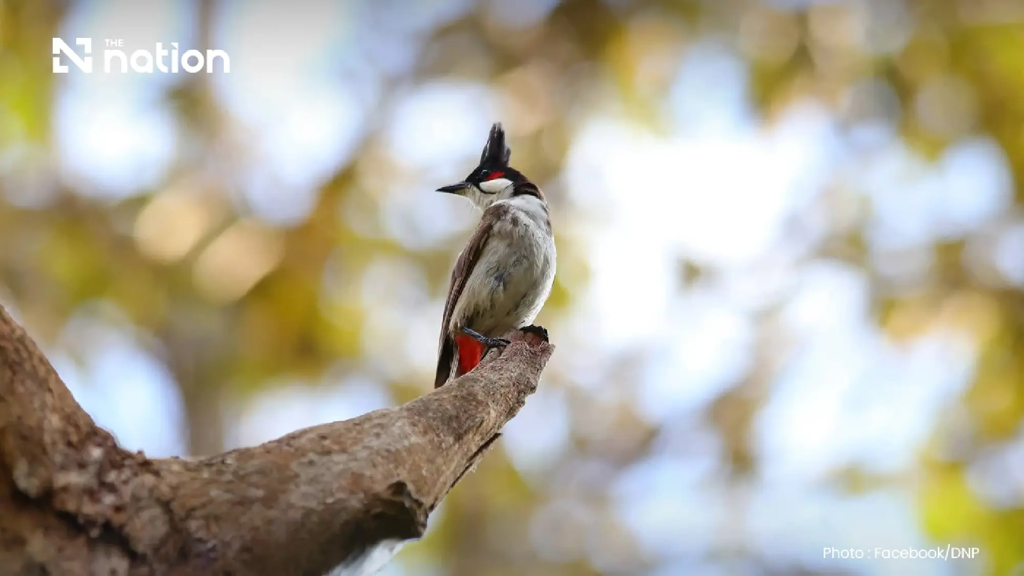 Crested bulbuls now protected in 40 non-hunting areas
