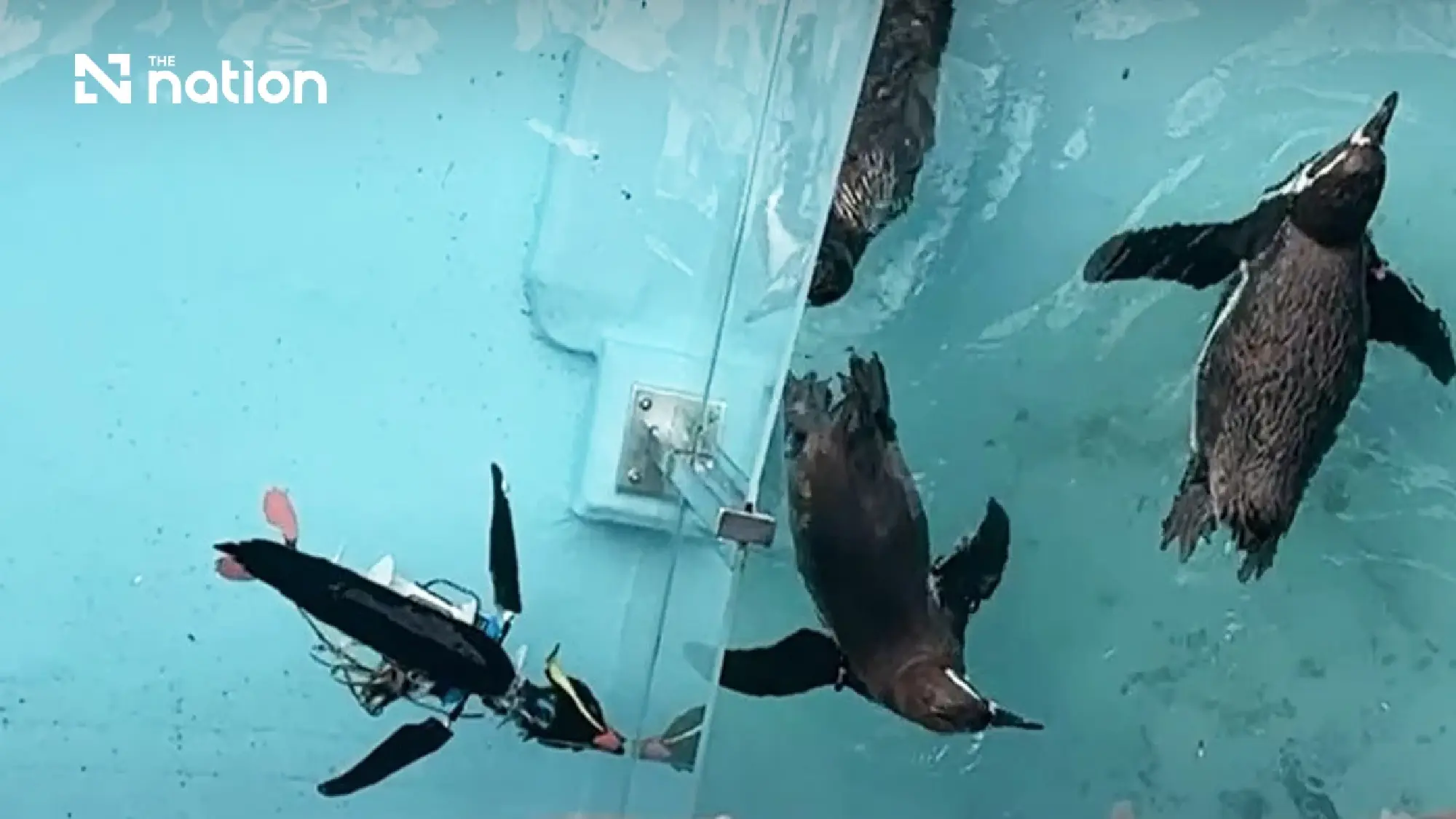 Japanese theme park displays two robot penguins among live penguins
