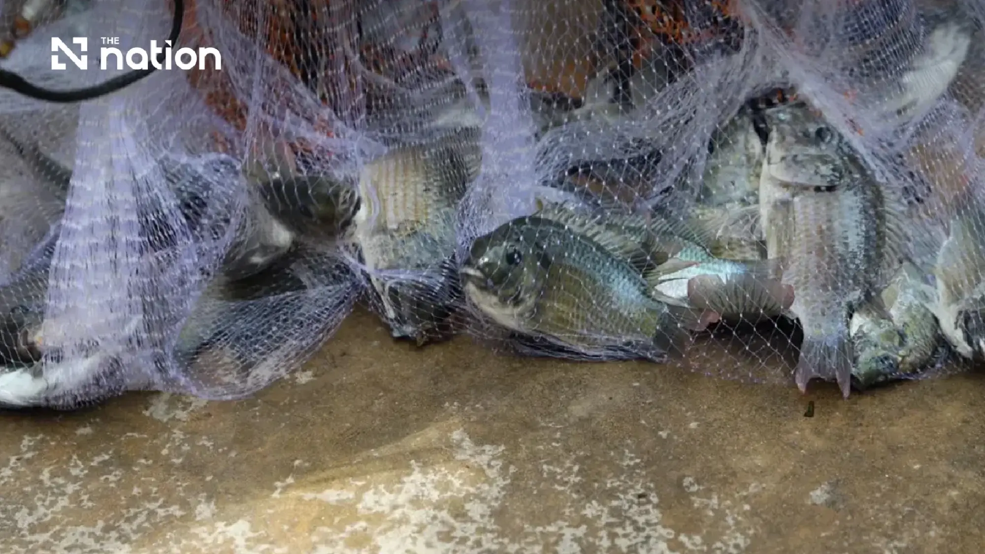 Thai court orders blackchin tilapia containment to continue