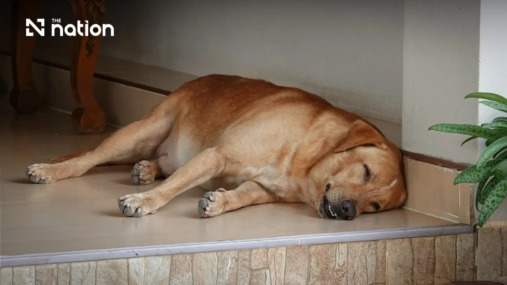 Thai Scientists Turn Dog Fat into Potential Diabetes Cure for Pets
