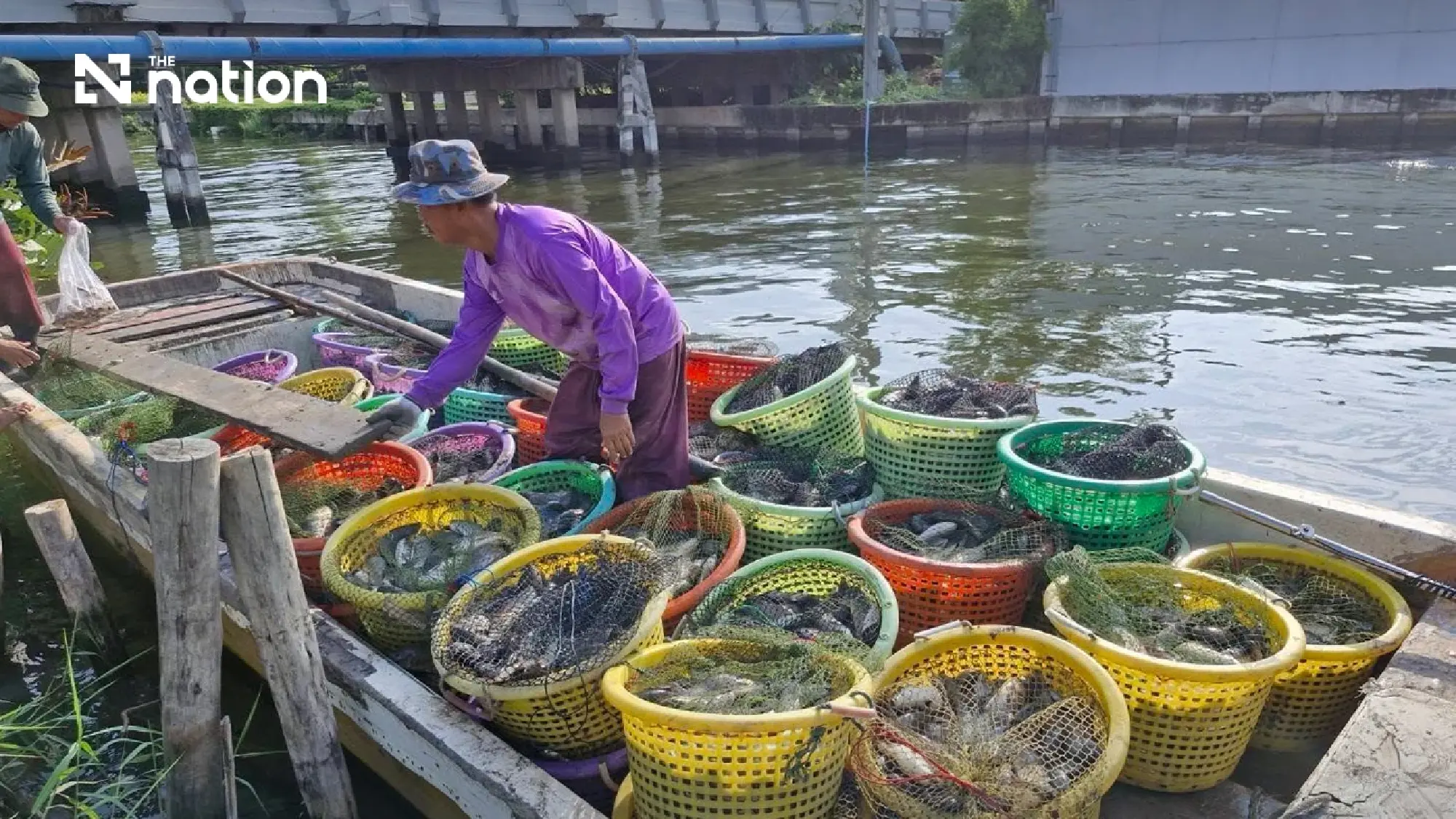 Appeal court permits class action in CPF blackchin tilapia dispute