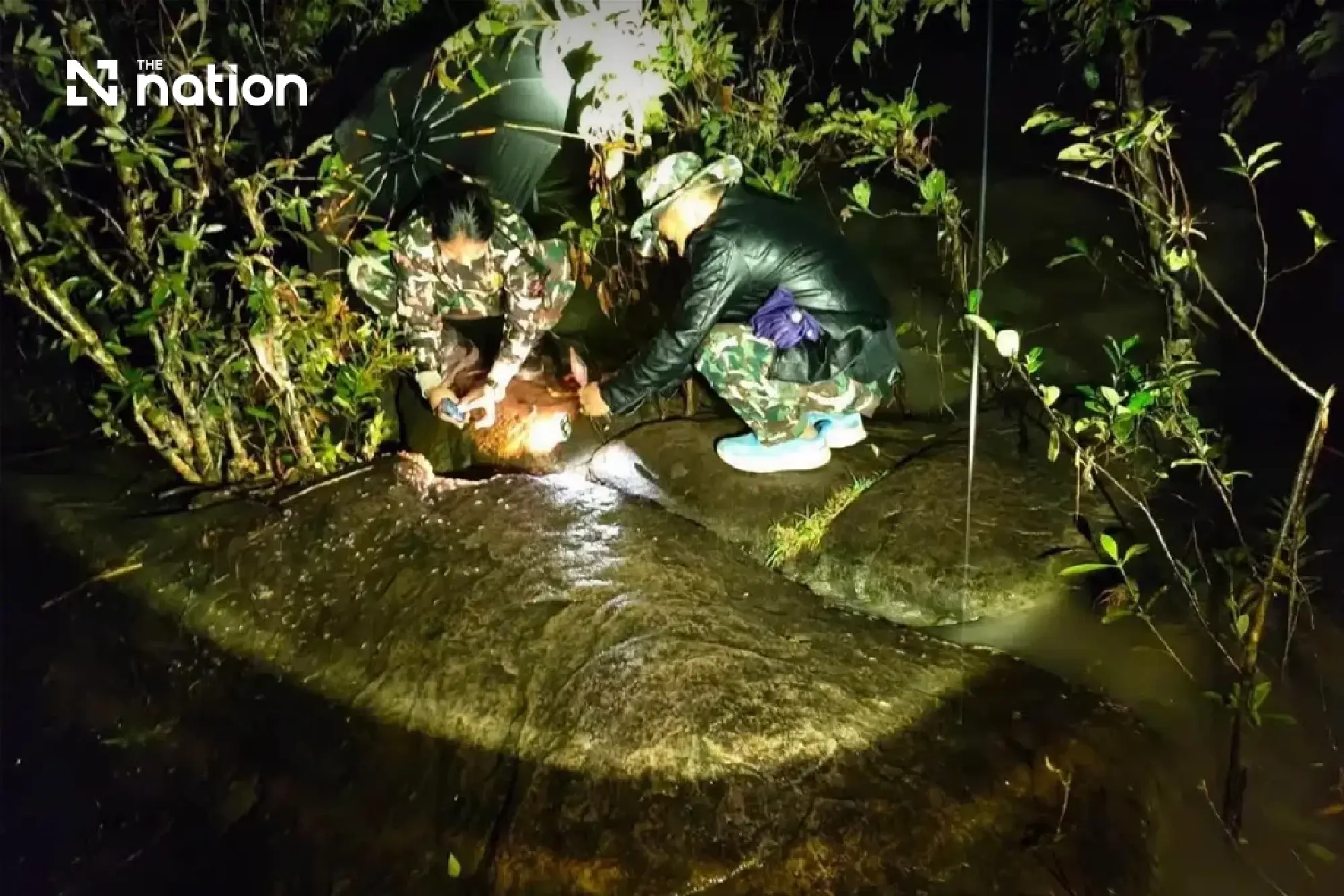 Marching shrimp phenomenon returns to Ubon’s Kaeng Lamduan