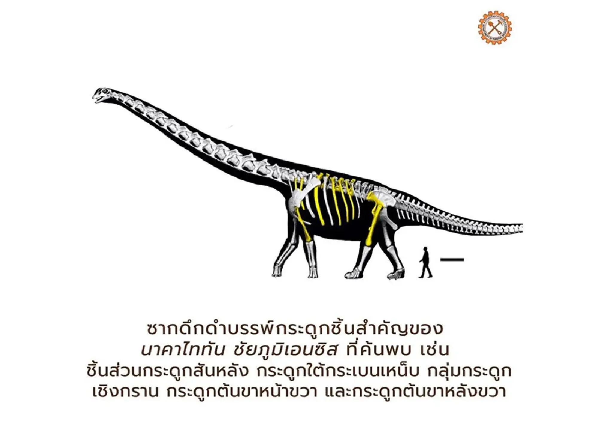 The Dawn of the Siamese Giants: Celebrating 50 Years of Thailand’s Dinosaur Renaissance