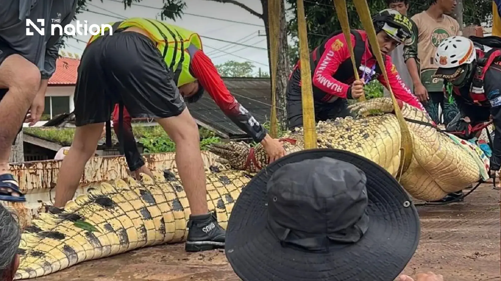 400kg crocodile moved from flooded Prachinburi temple
