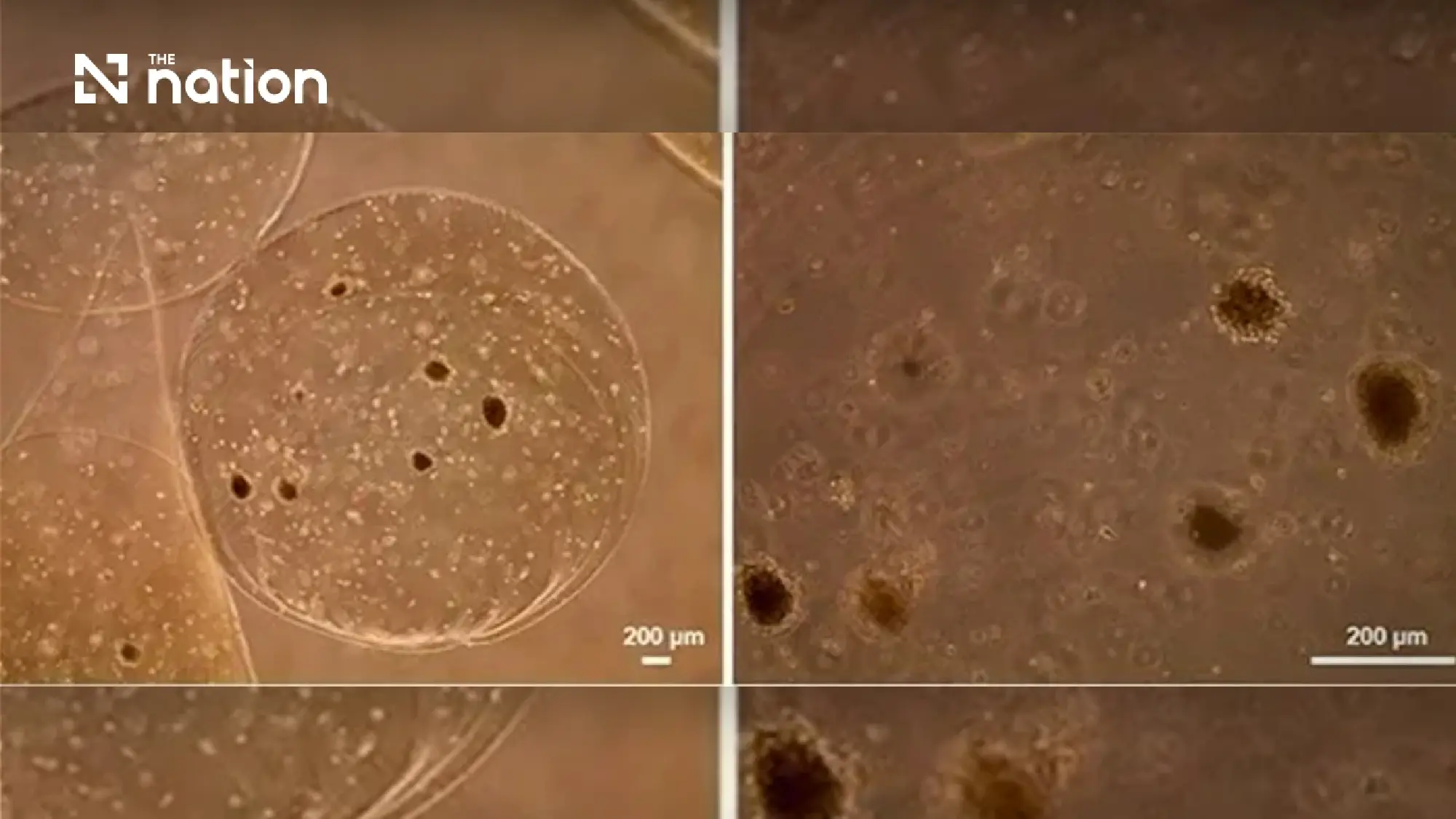 Thai Scientists Turn Dog Fat into Potential Diabetes Cure for Pets