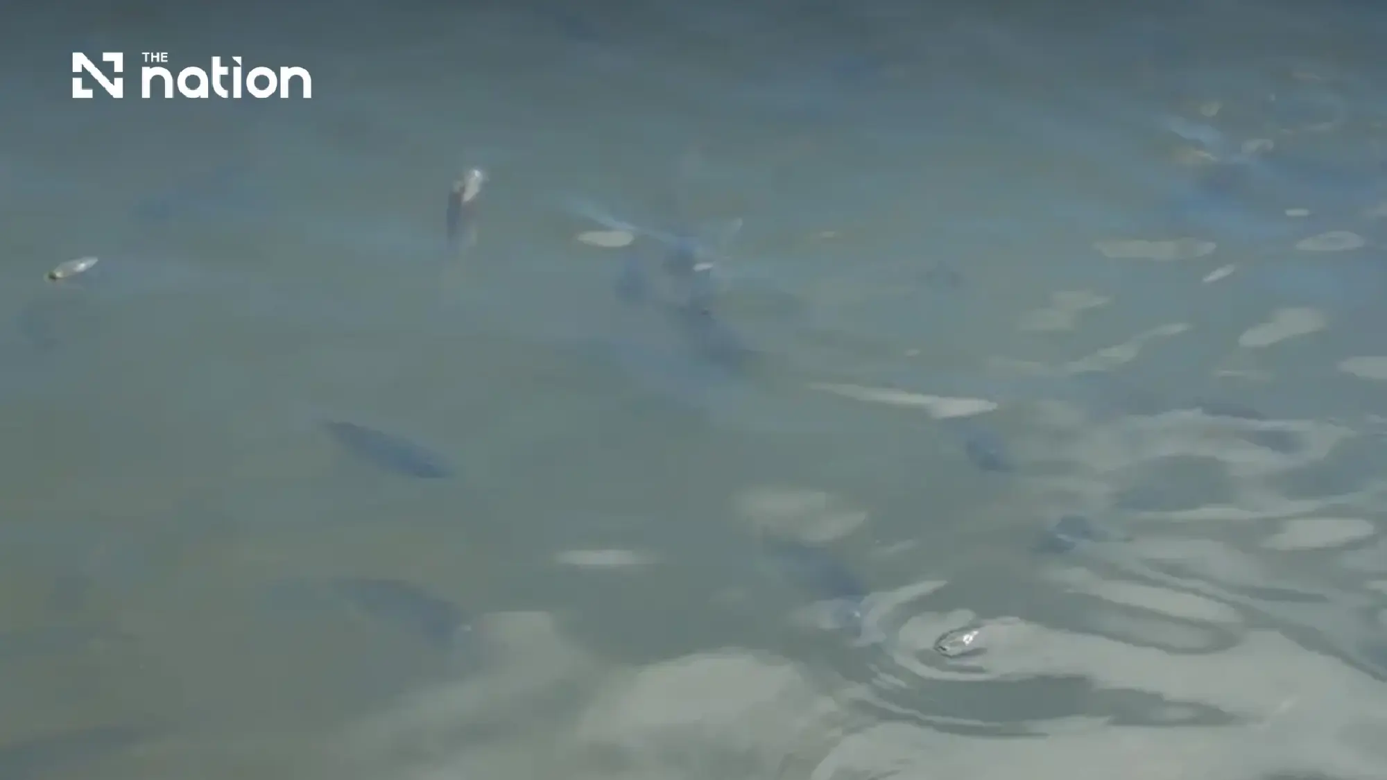 Thai court orders blackchin tilapia containment to continue