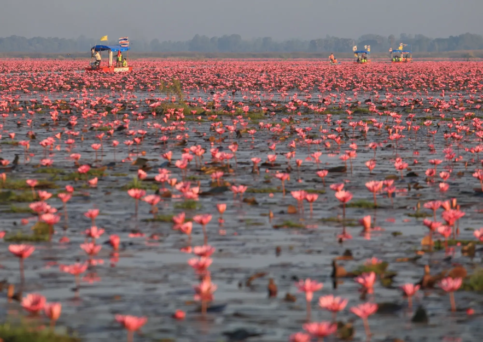 “Lisa Effect” Turns Thailand’s Travel Dreams into Real Search Demand