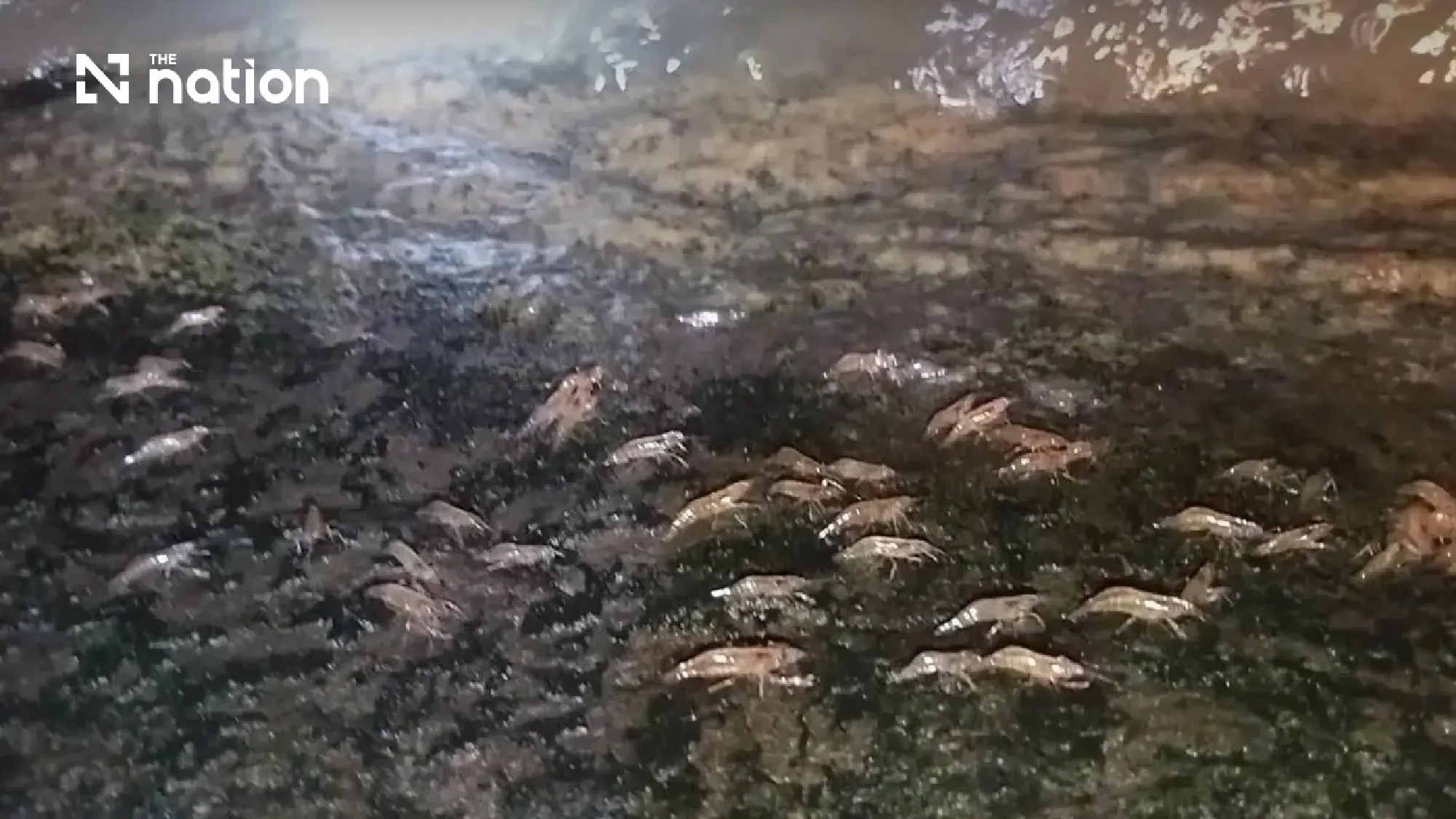 Marching shrimp phenomenon returns to Ubon’s Kaeng Lamduan