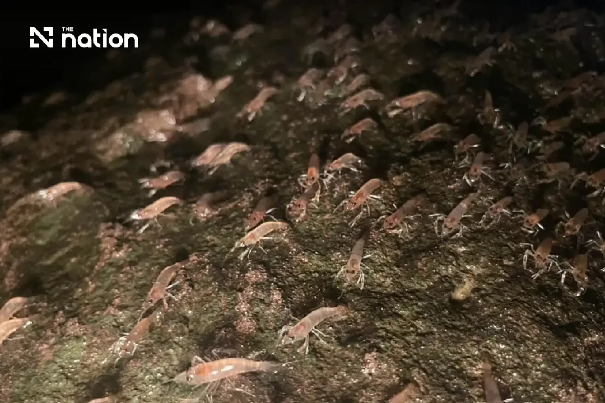 Marching shrimp phenomenon returns to Ubon’s Kaeng Lamduan