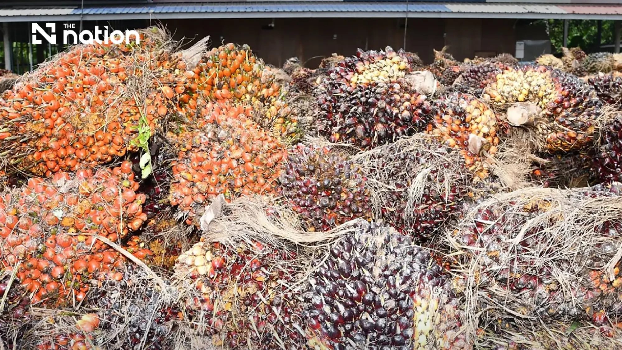 Thailand plans to raise rice and crude palm oil reserves for El Niño