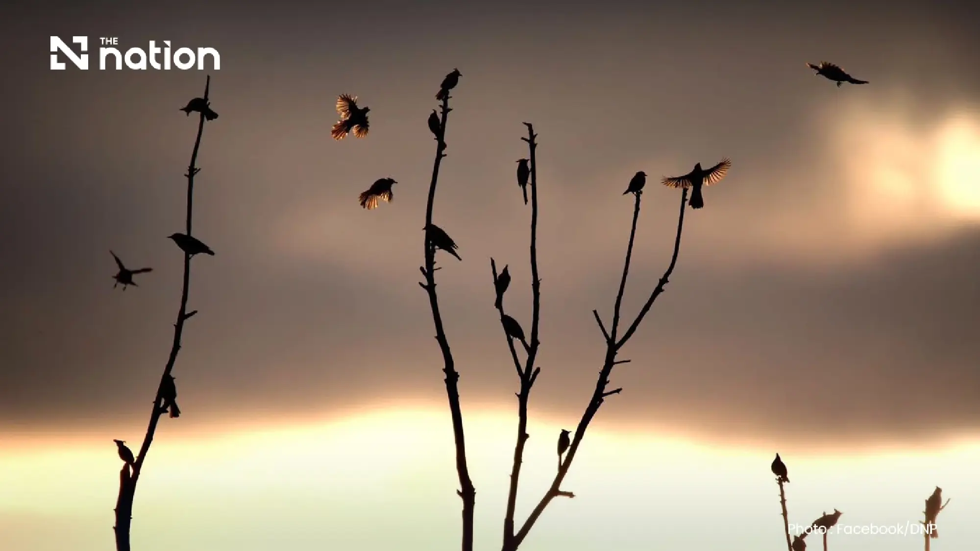 Crested bulbuls now protected in 40 non-hunting areas
