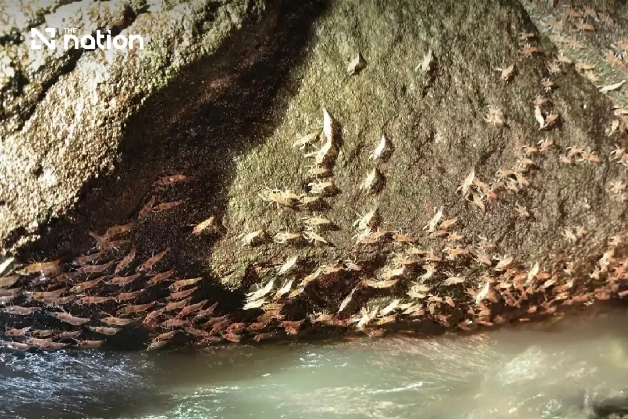 Marching shrimp phenomenon returns to Ubon’s Kaeng Lamduan