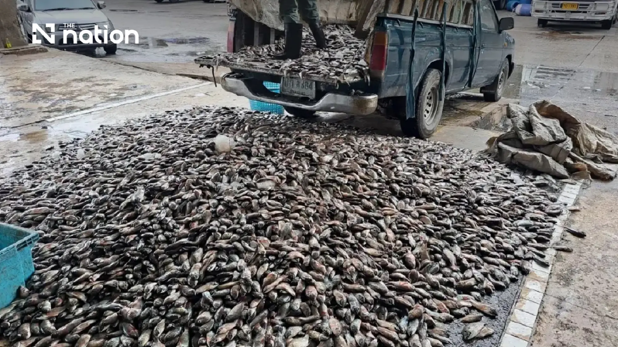 Thai court orders blackchin tilapia containment to continue