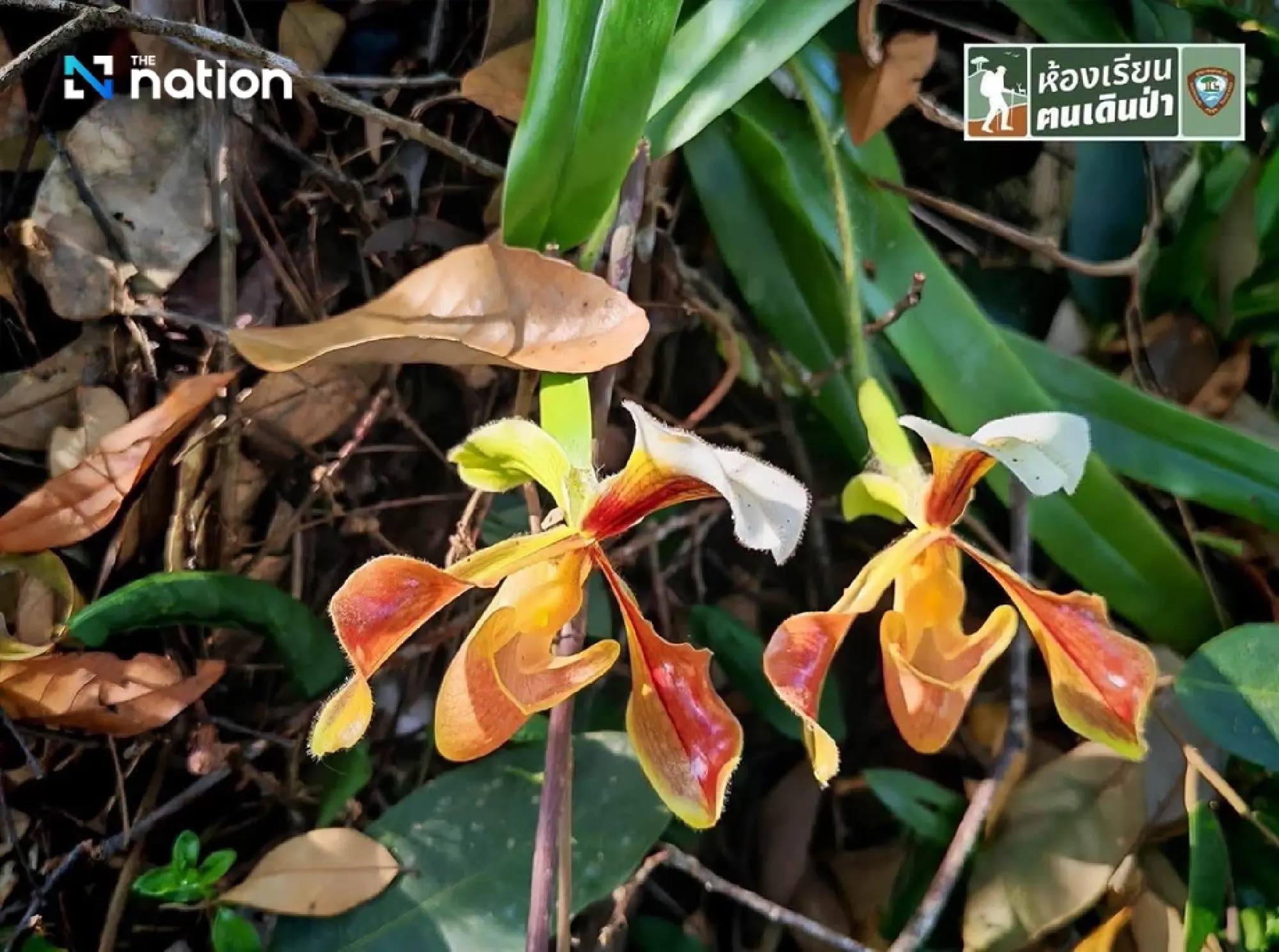 Discover Phu Kradueng’s rare orchid in bloom deep in the forest