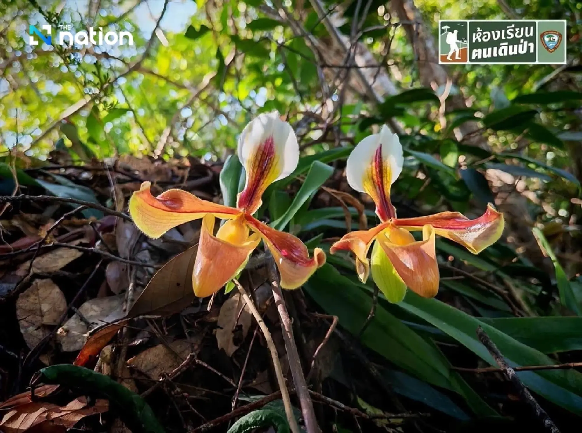 Discover Phu Kradueng’s rare orchid in bloom deep in the forest