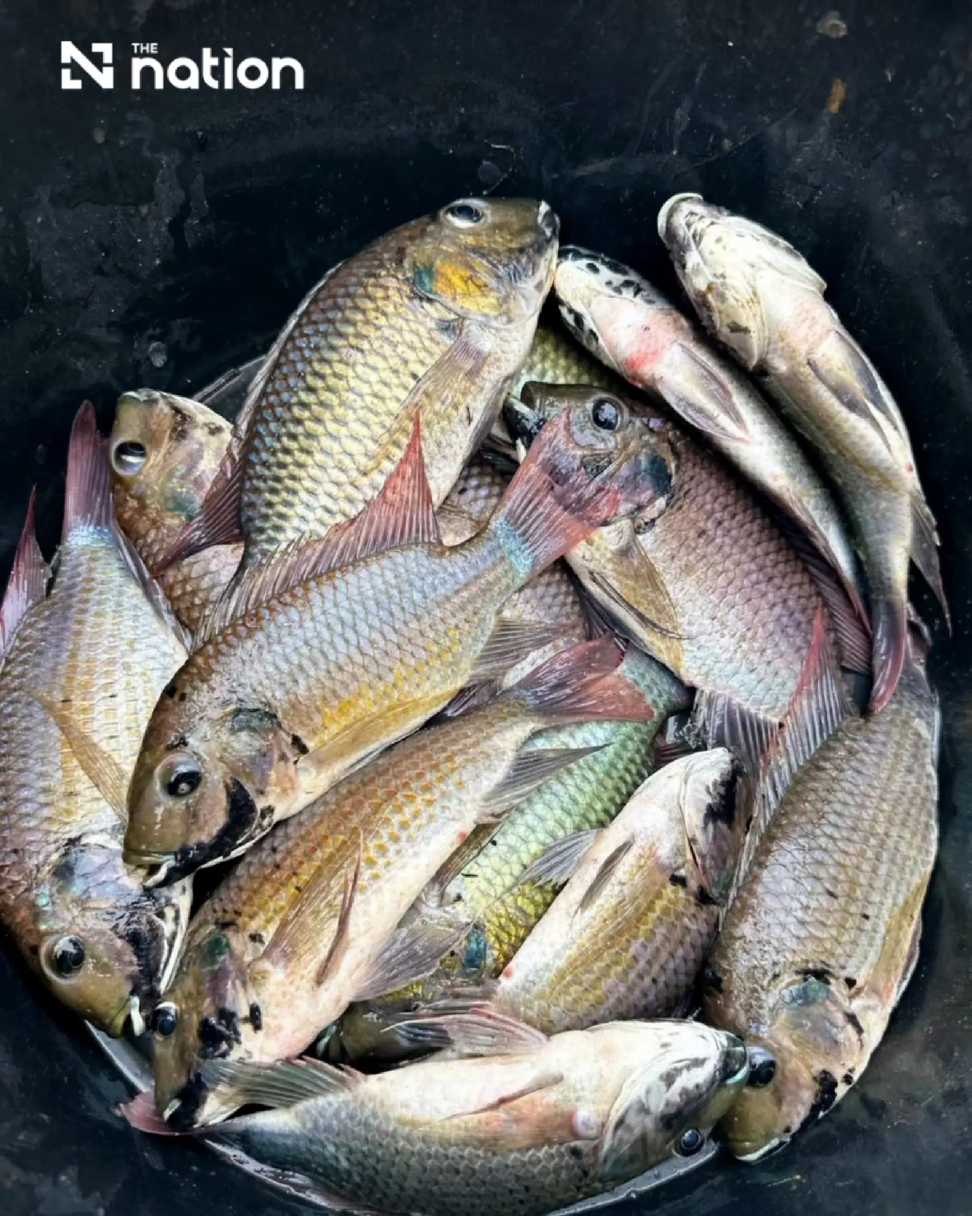 Scientific Names: The Highest Standard of Truth in the Blackchin Tilapia Debate 