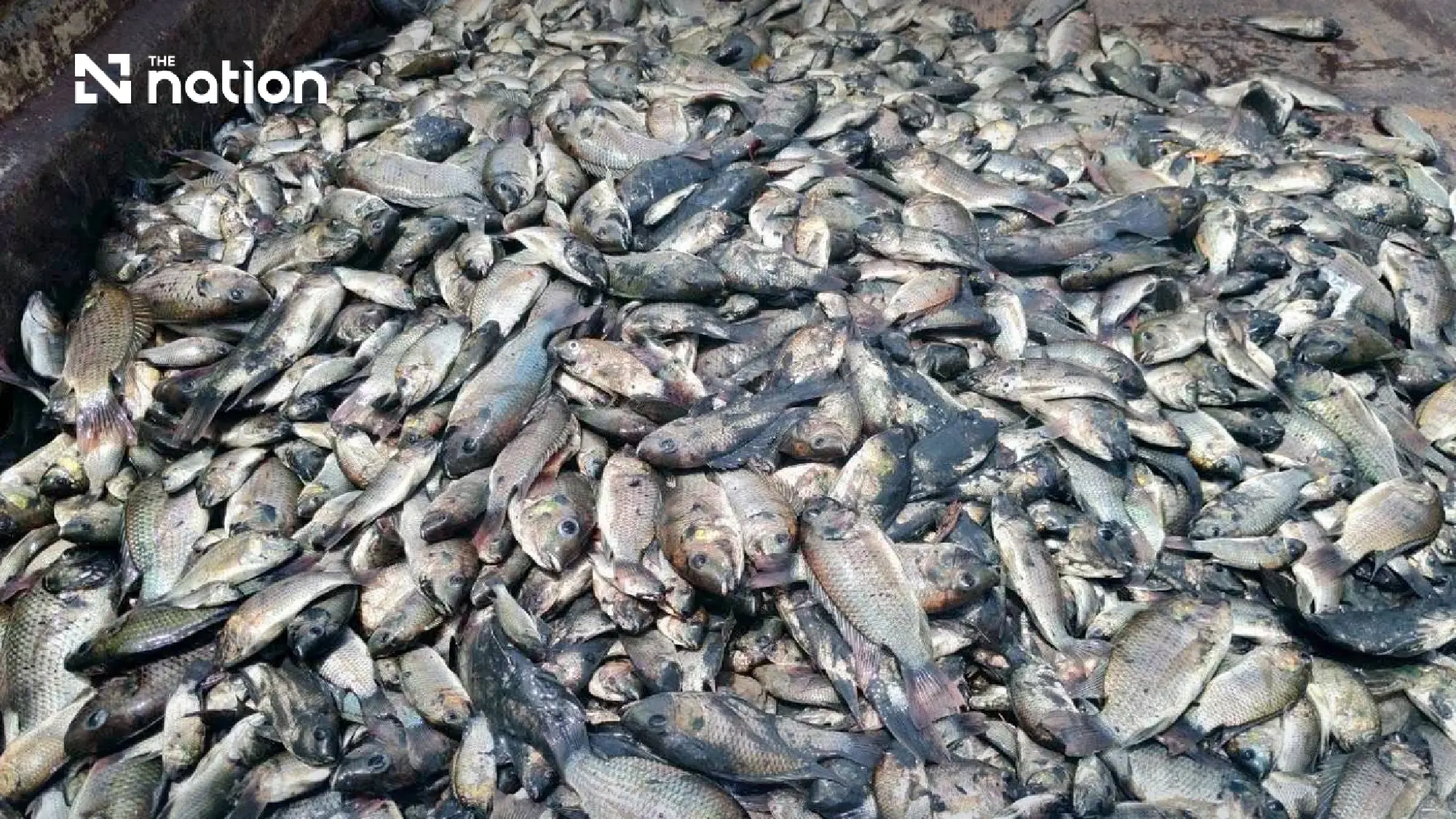 Court rejects damages bid against CPF over blackchin tilapia