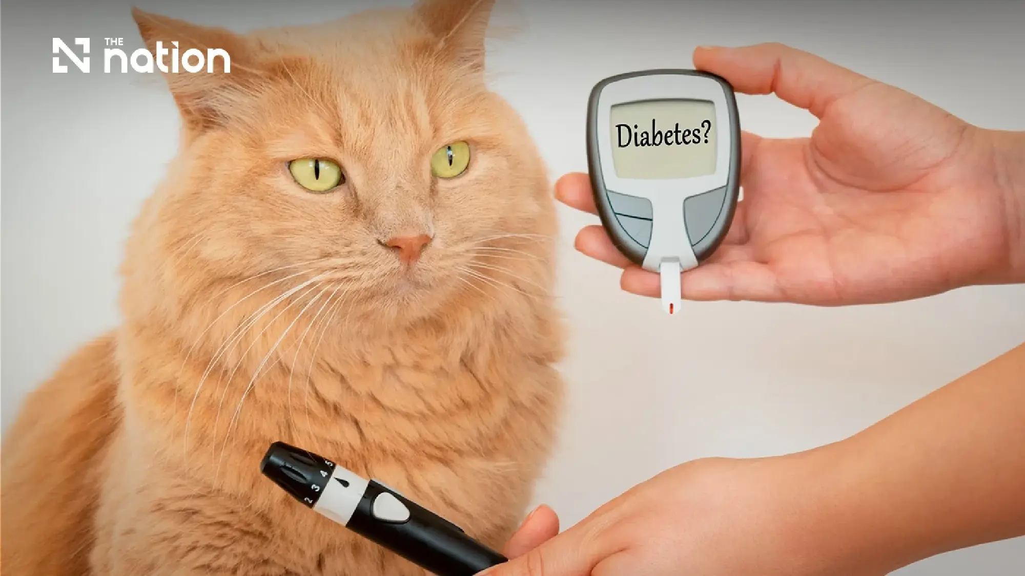 Thai Scientists Turn Dog Fat into Potential Diabetes Cure for Pets