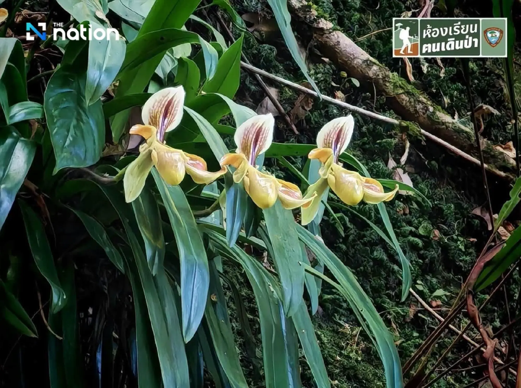 Discover Phu Kradueng’s rare orchid in bloom deep in the forest