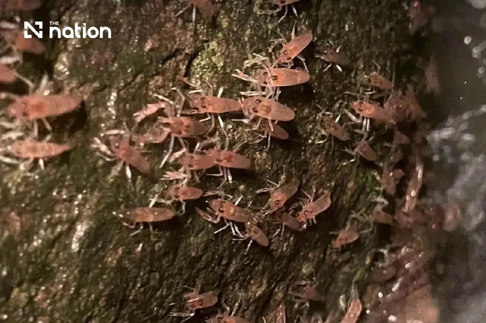 Marching shrimp phenomenon returns to Ubon’s Kaeng Lamduan