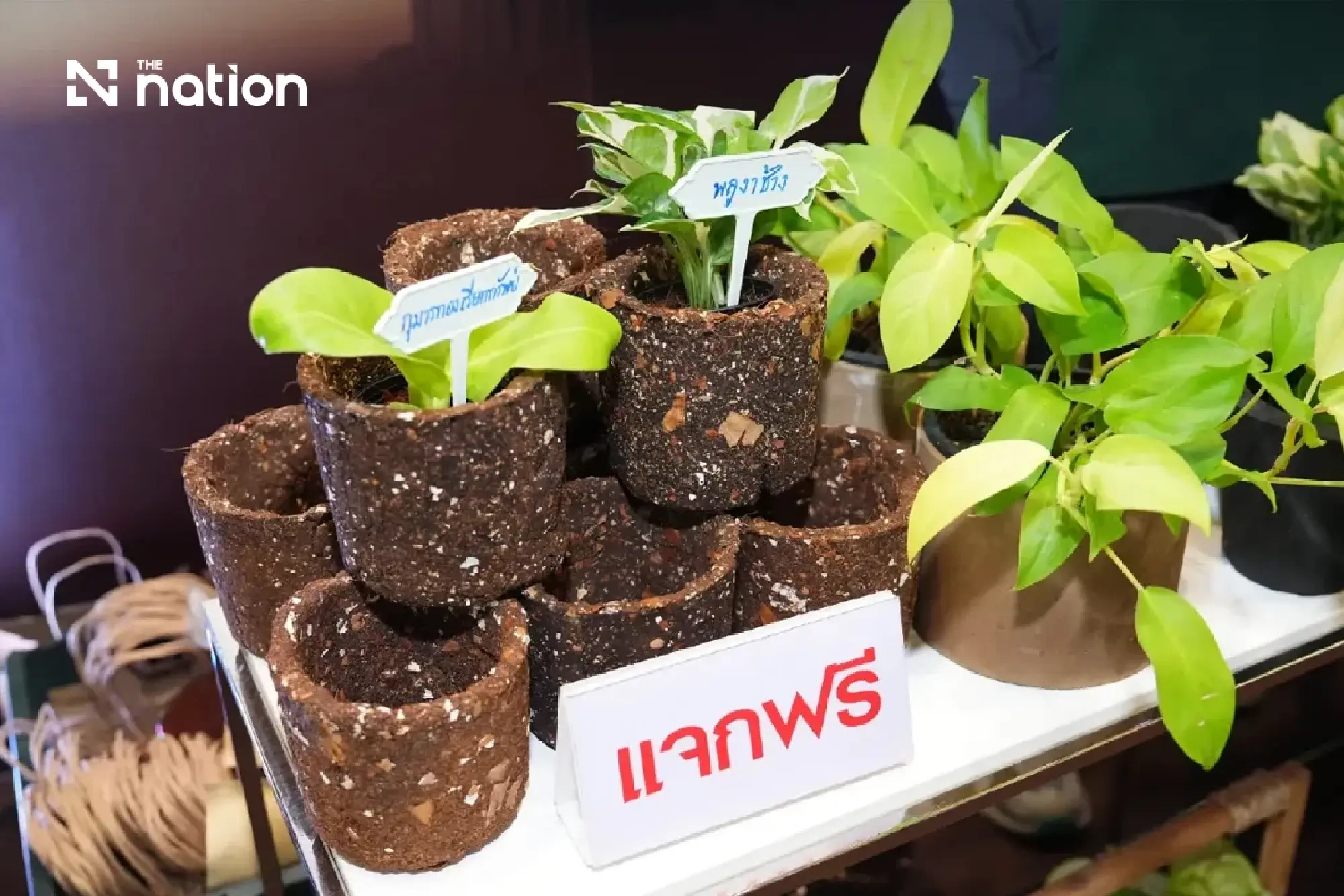 Thailand’s THB65 billion coffee market moves towards sustainability