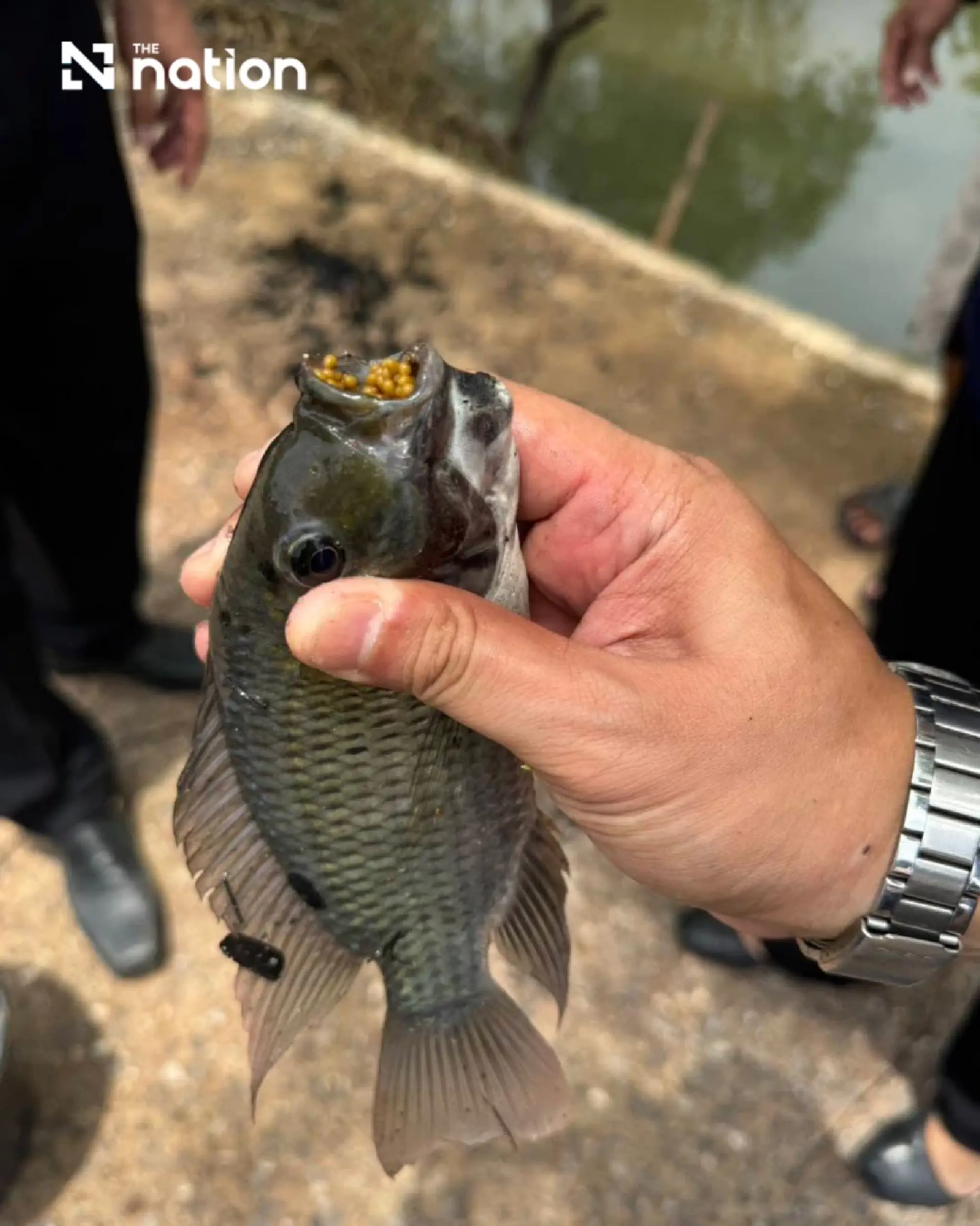 Appeal court permits class action in CPF blackchin tilapia dispute