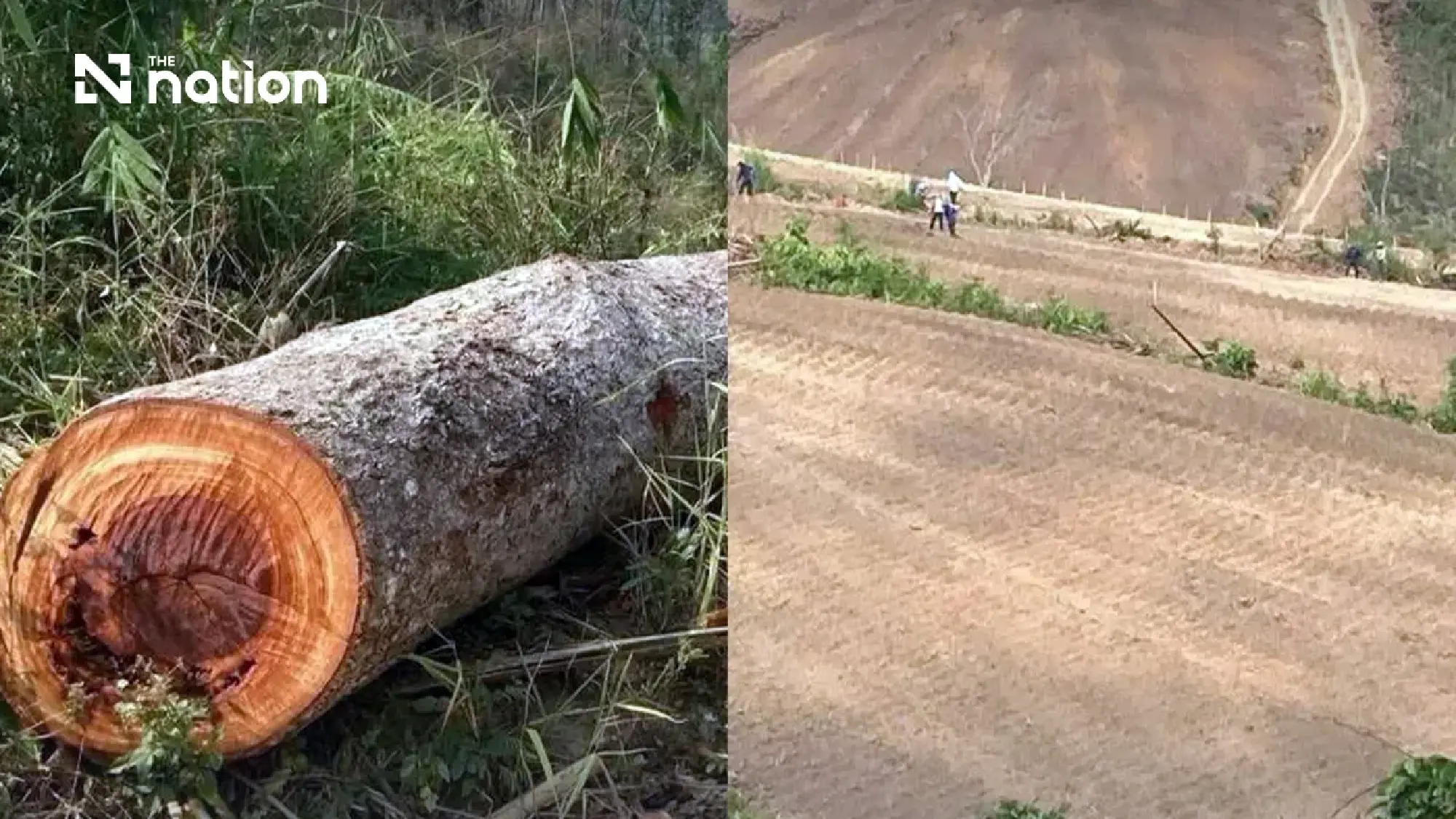 Senator urges Section 25 clearance over alleged 960-hectare Chiang Mai forest grab